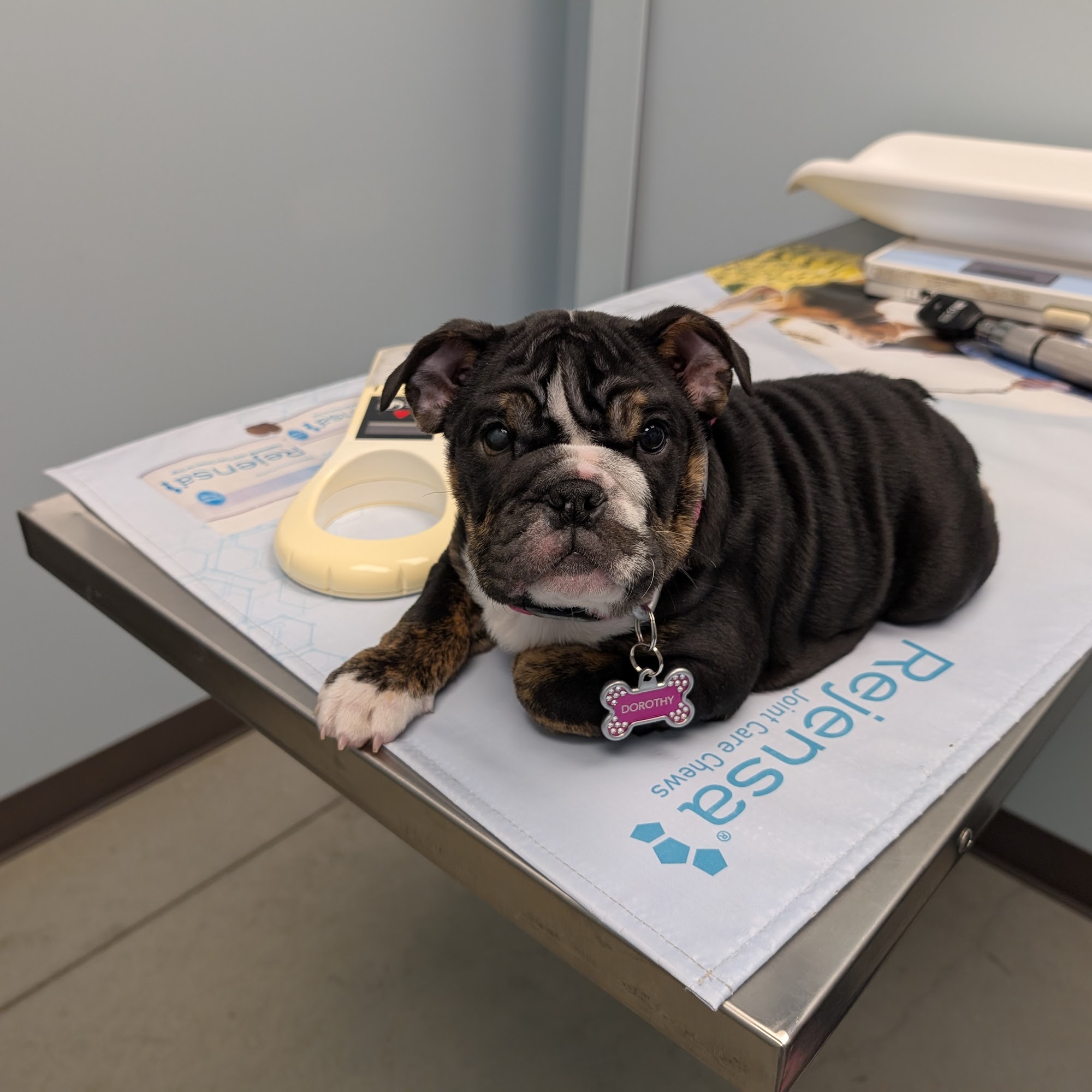 Basehor Veterinary Clinic Basehor