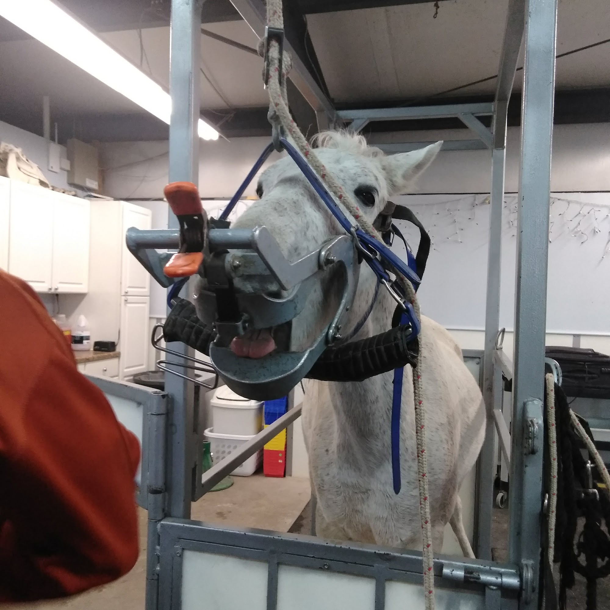 Strain Equine Services, LLC Basehor