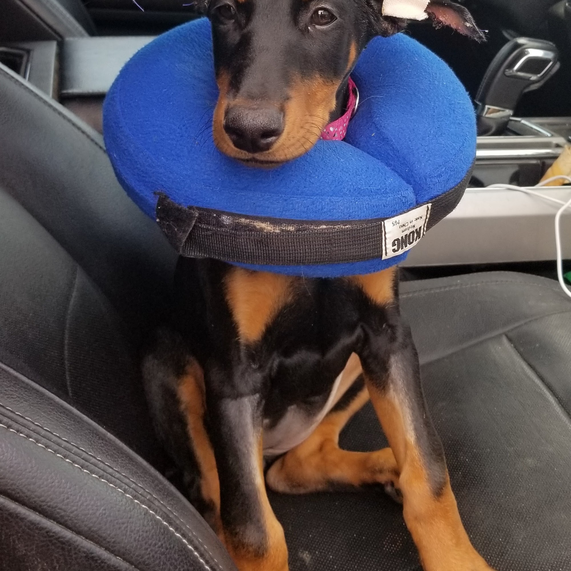 Carbondale Pet Clinic Carbondale