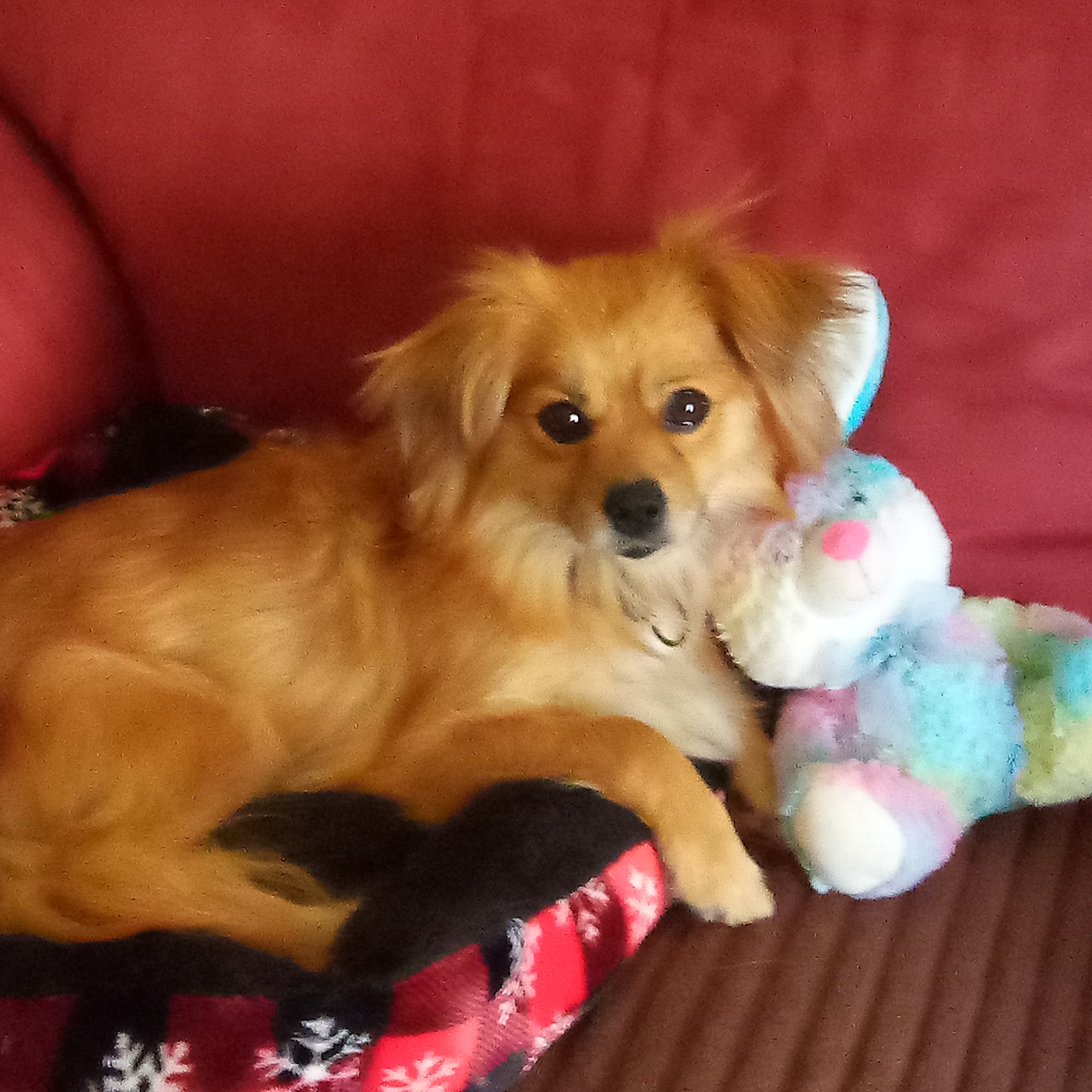 Chetopa Veterinary Clinic