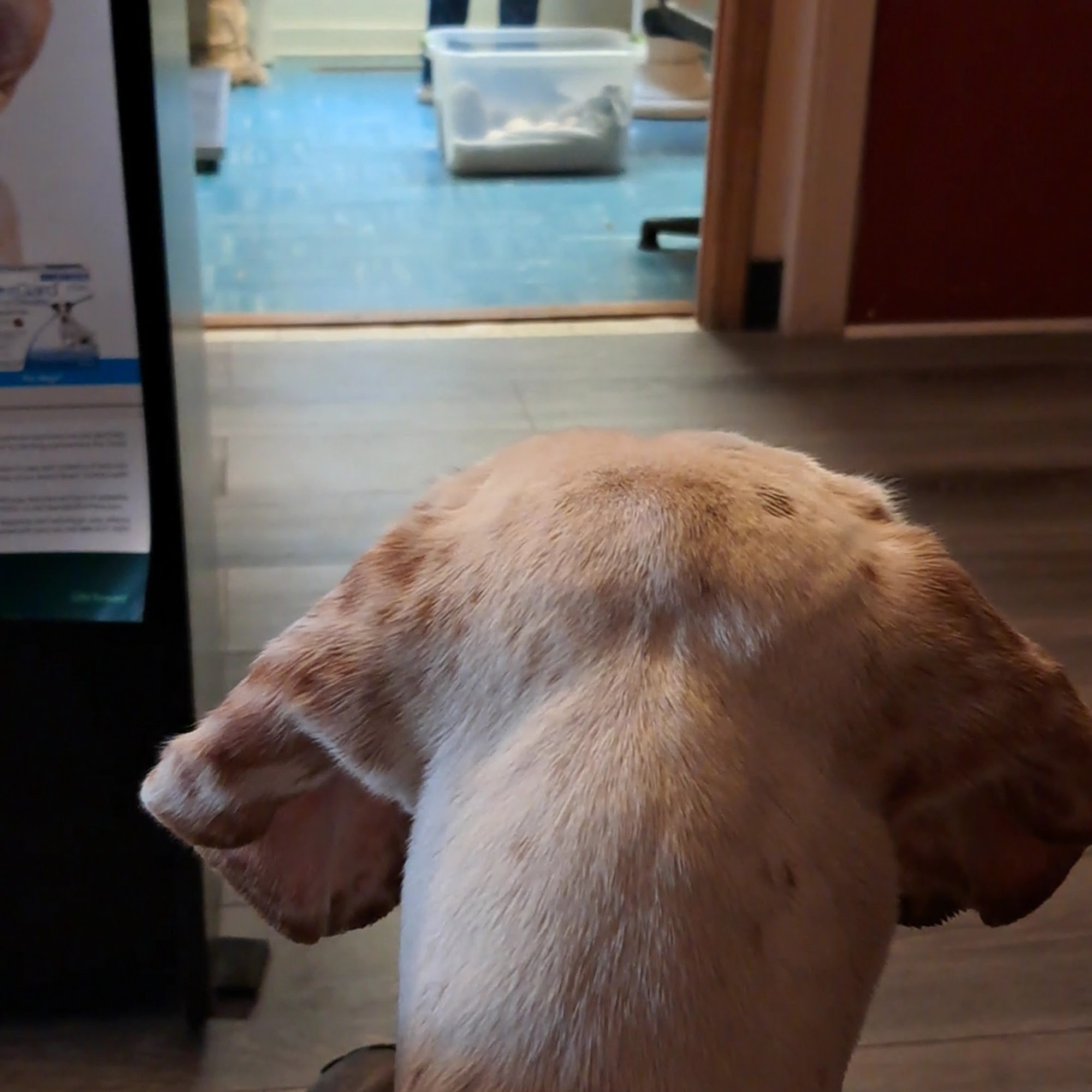 Court Street Veterinary Care - Eva Standlea DVM Clay Center