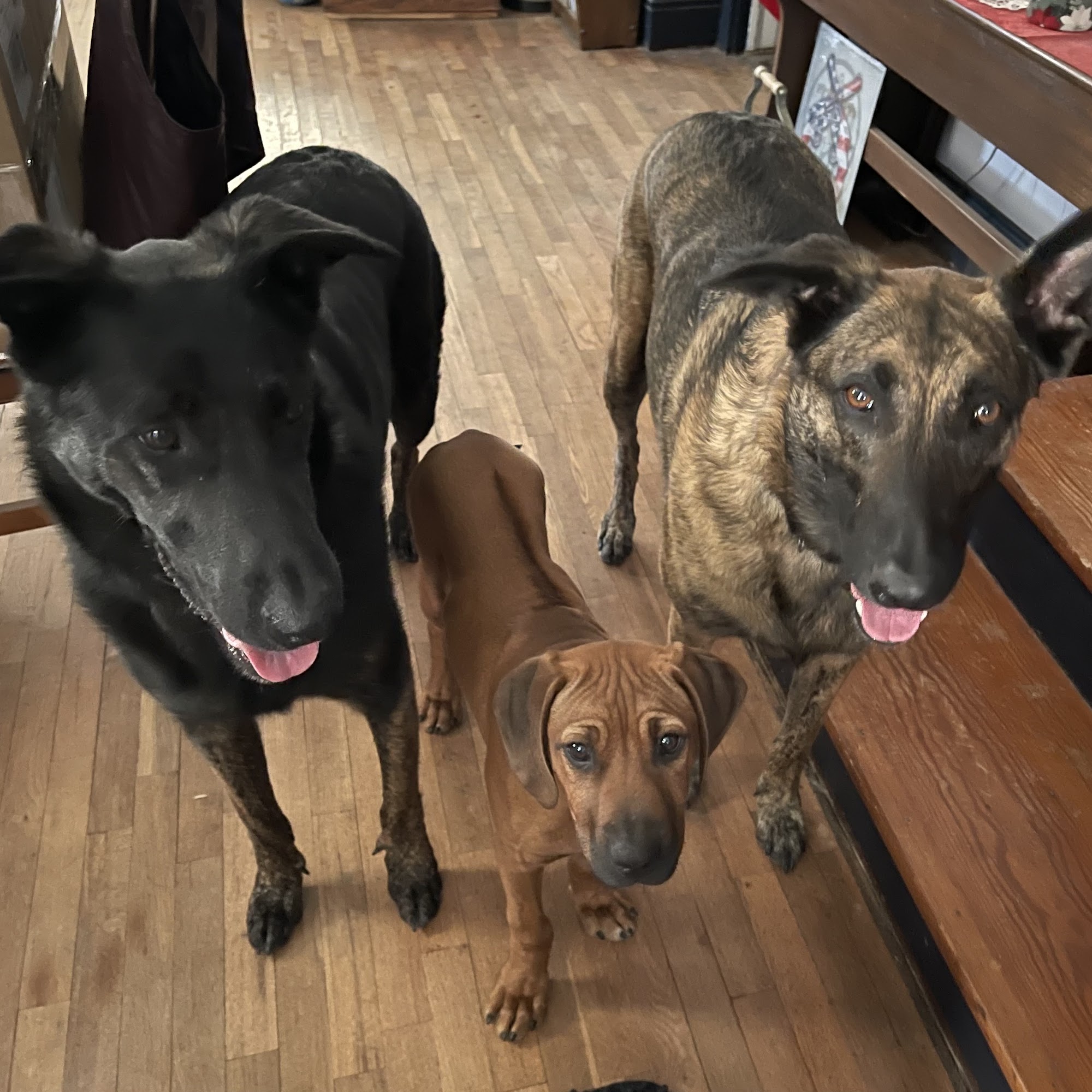 Salava Veterinary Clinic Clay Center