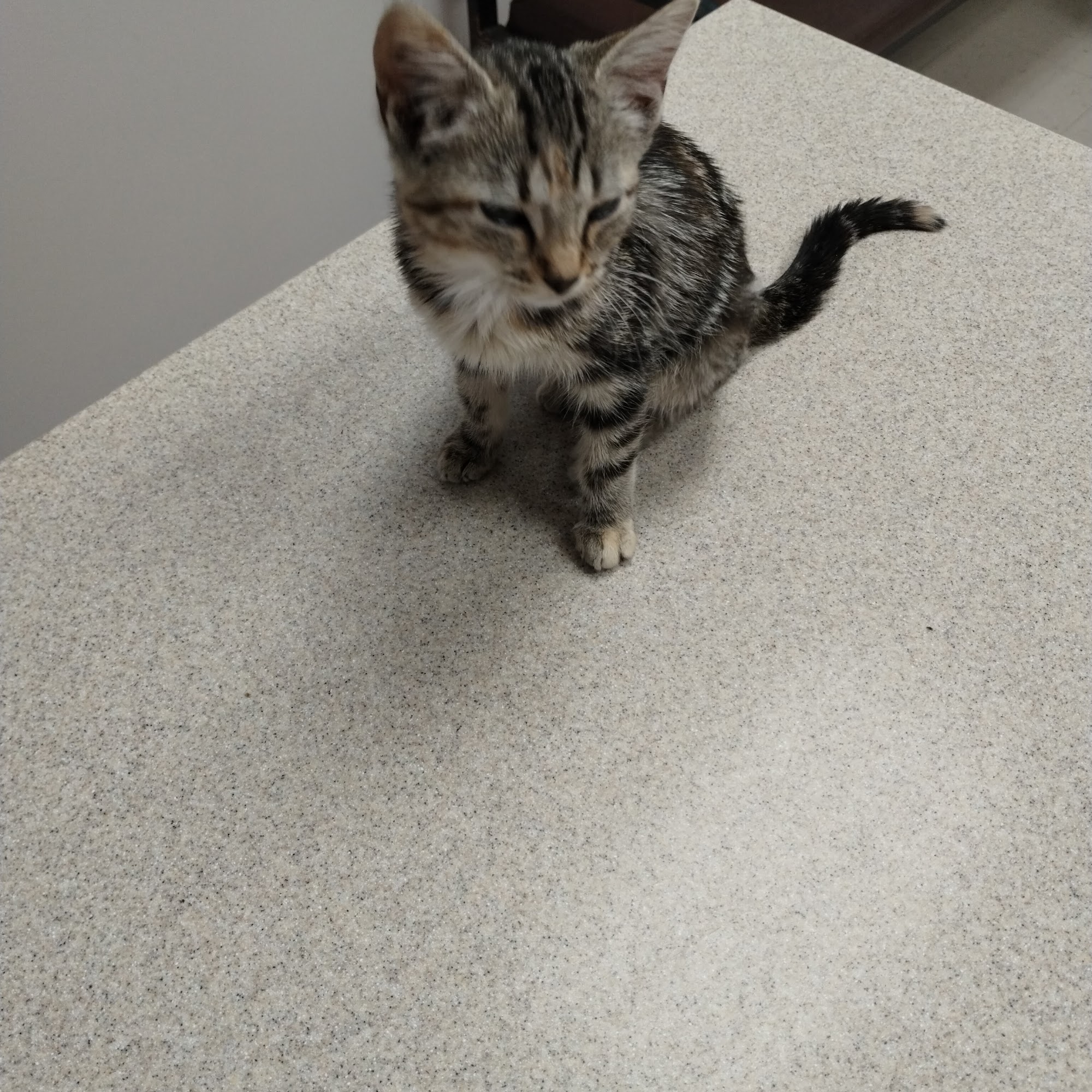 Animal Clinic of S.E. Kansas Coffeyville