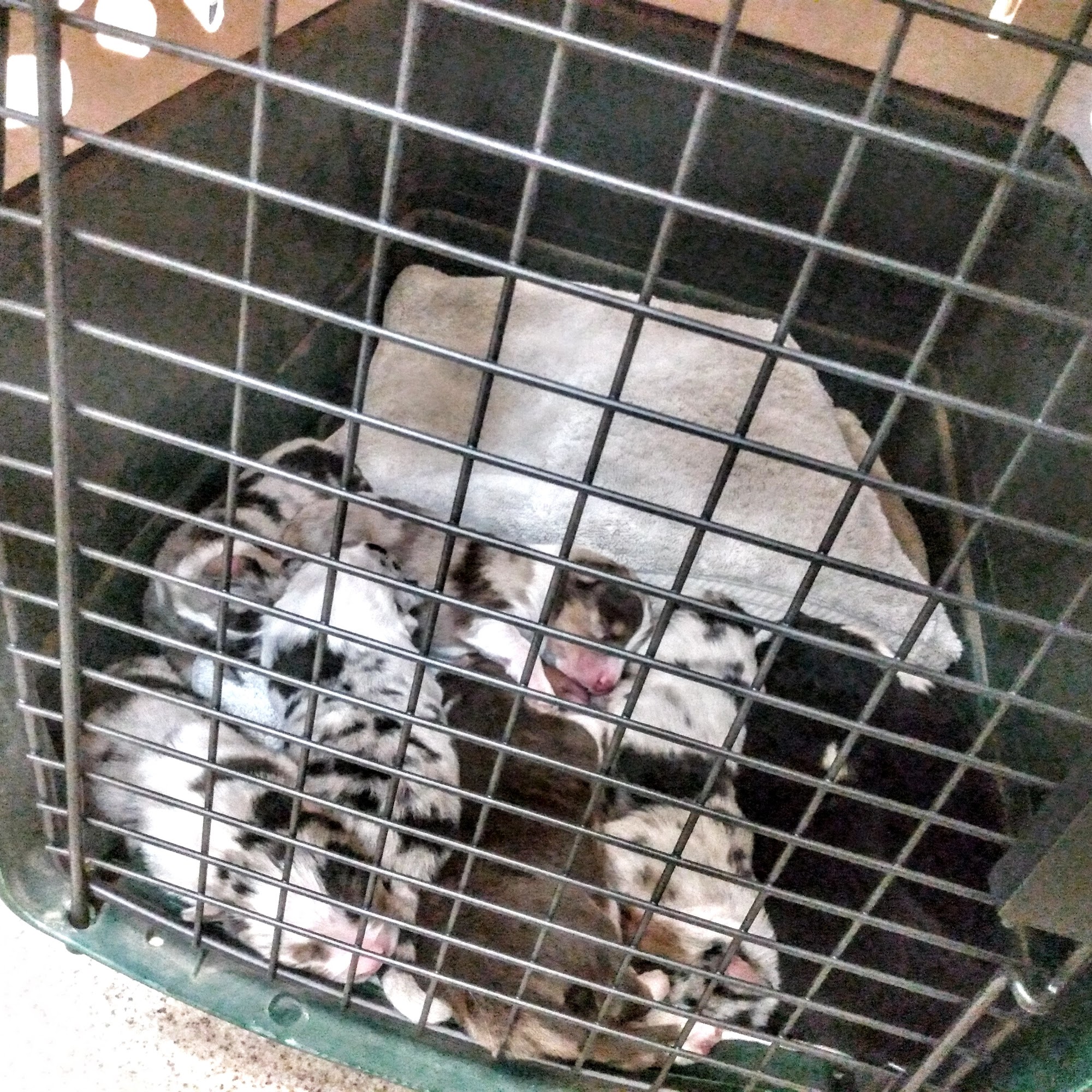 Tallgrass Veterinary Hospital Concordia