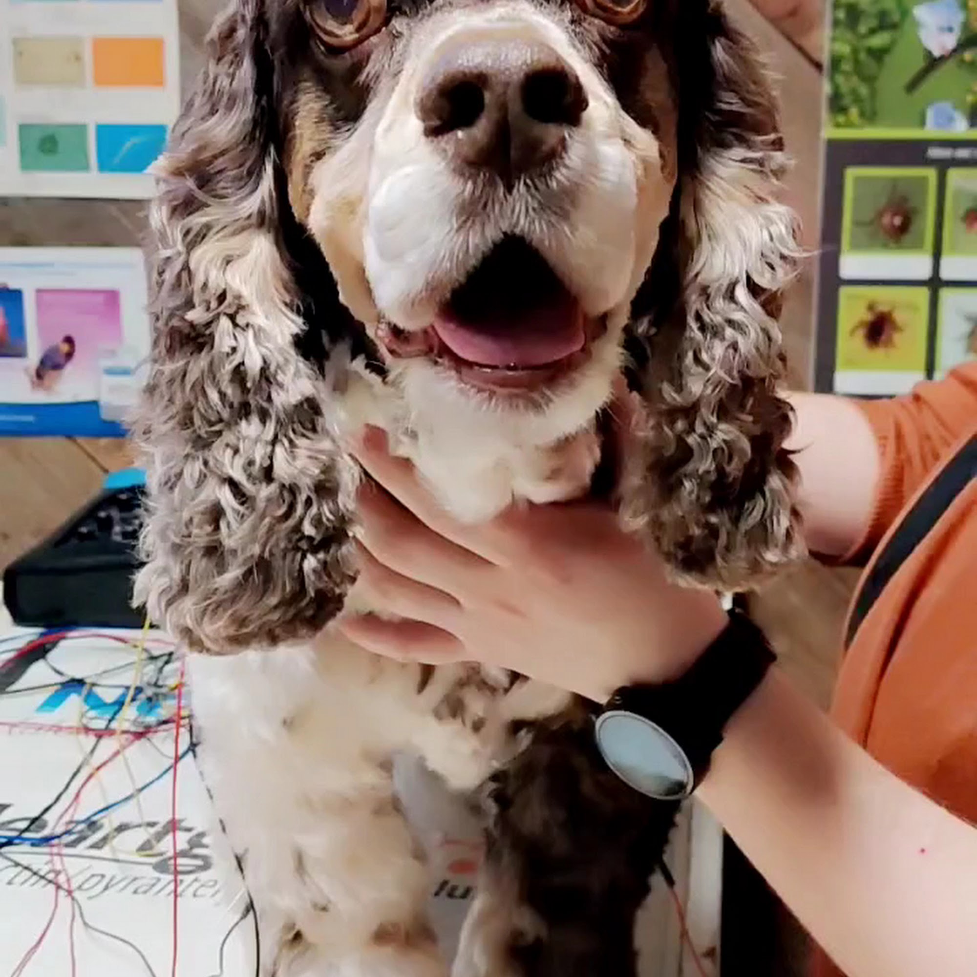 De Soto Veterinary Clinic De Soto