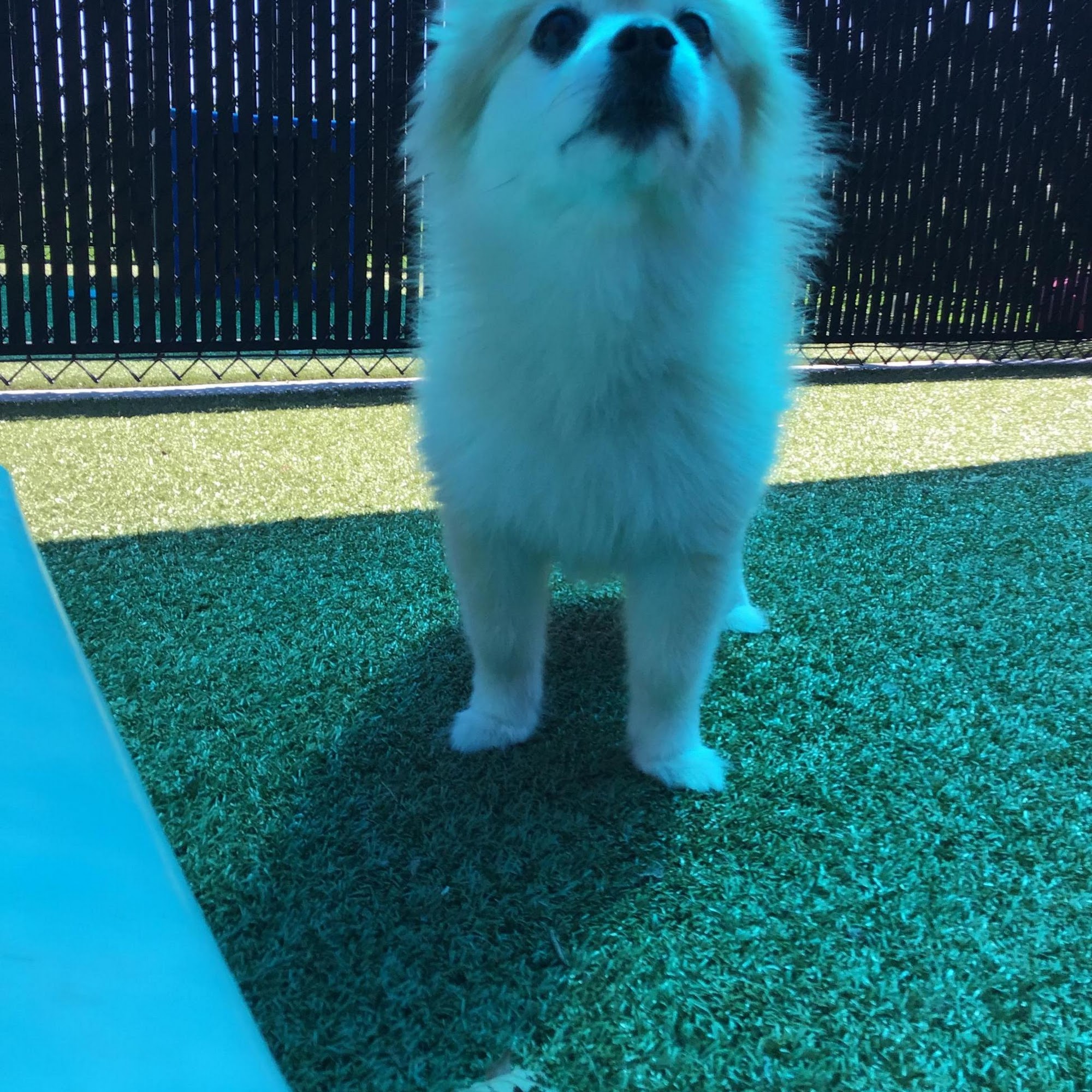 El Paso Animal Clinic: Mc Kinney Erica DVM Derby