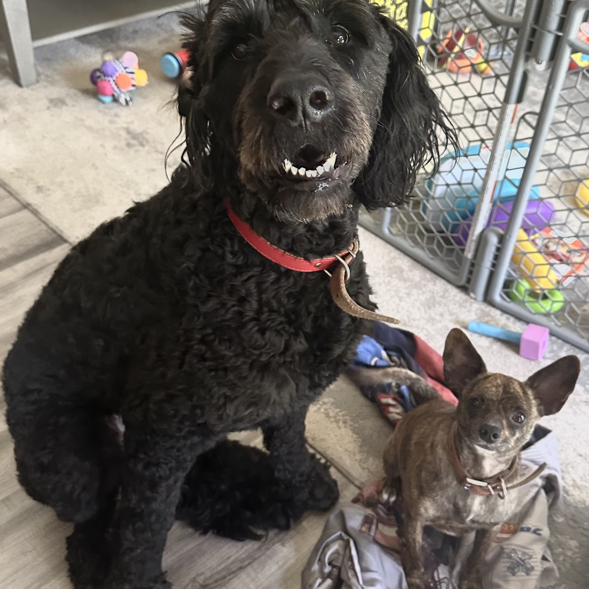 Fuzzie Was He Pet Grooming Derby