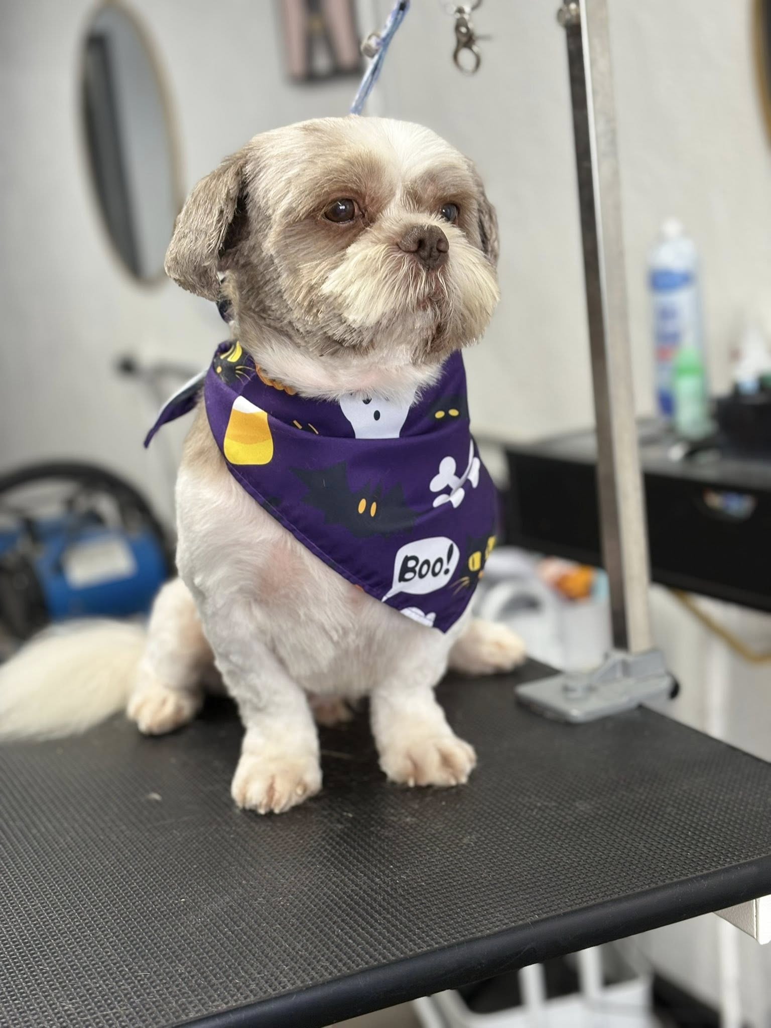 Puppy’s palace Dodge City