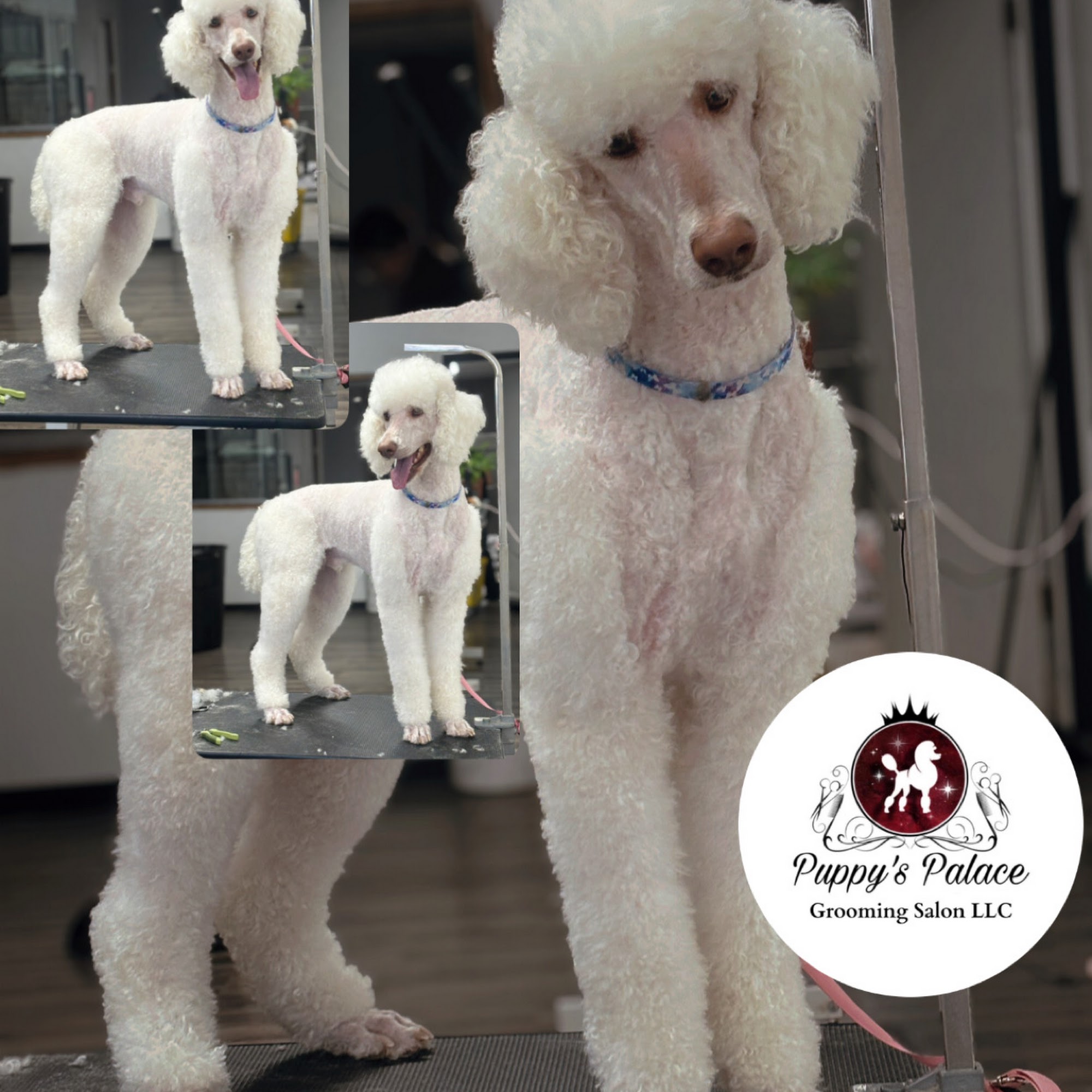 Puppy’s palace Dodge City