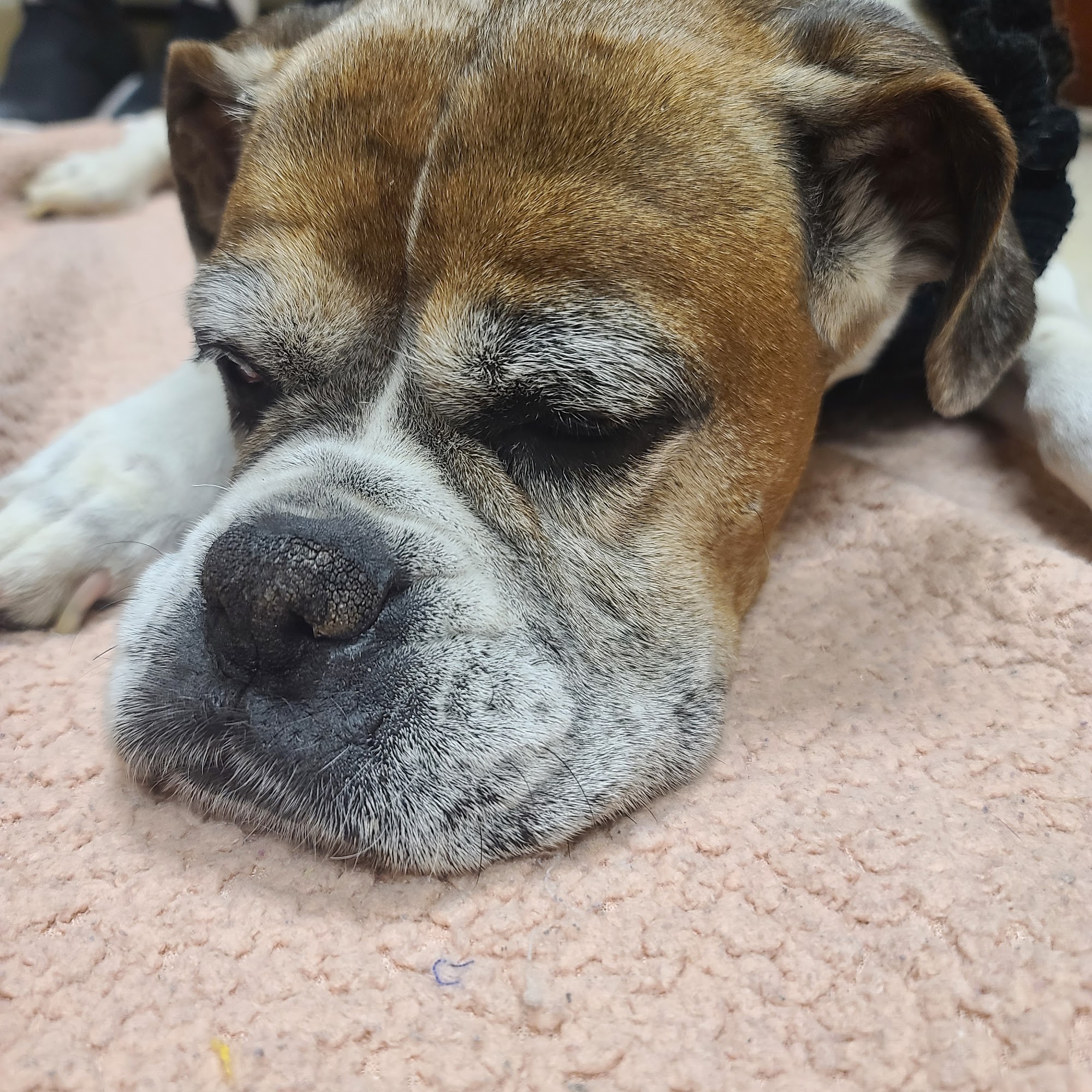 El Dorado Animal Clinic El Dorado