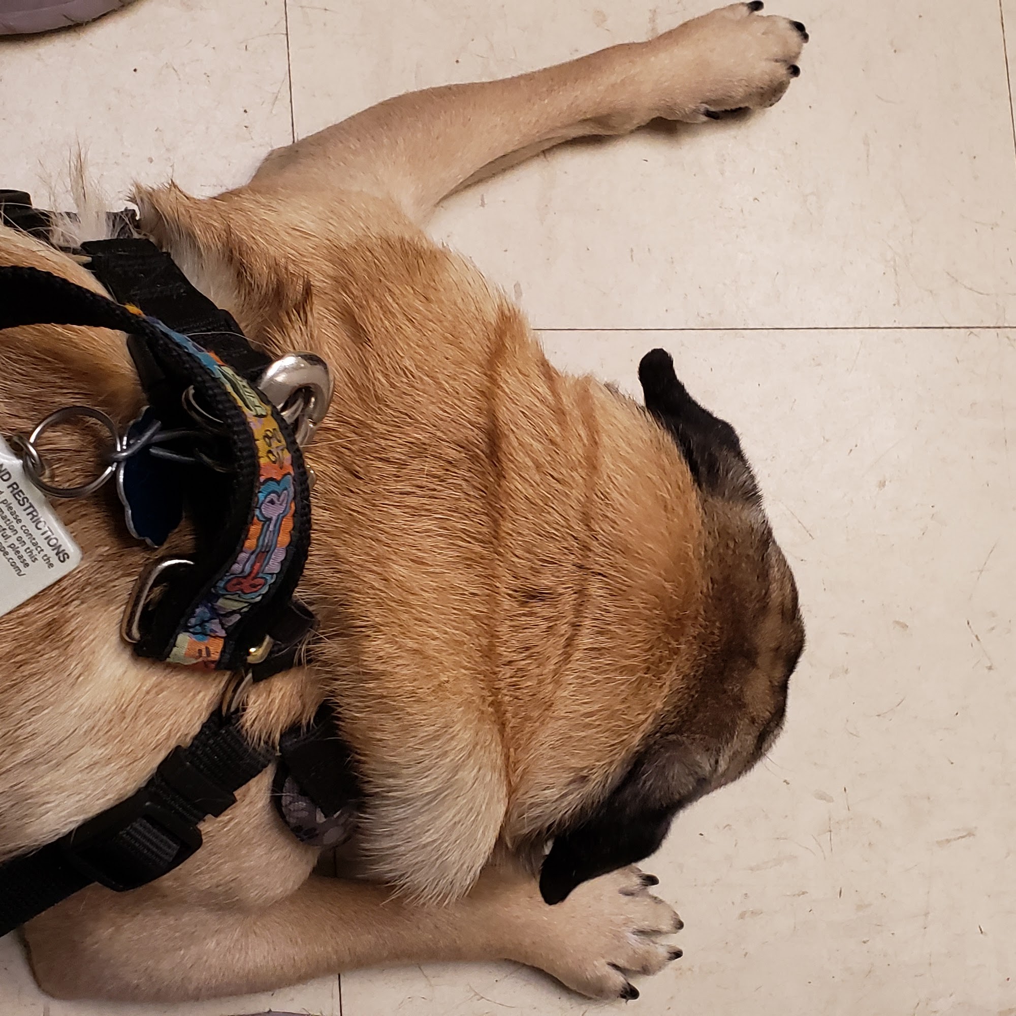 El Dorado Animal Clinic: Sundgren, Mikaela DVM El Dorado