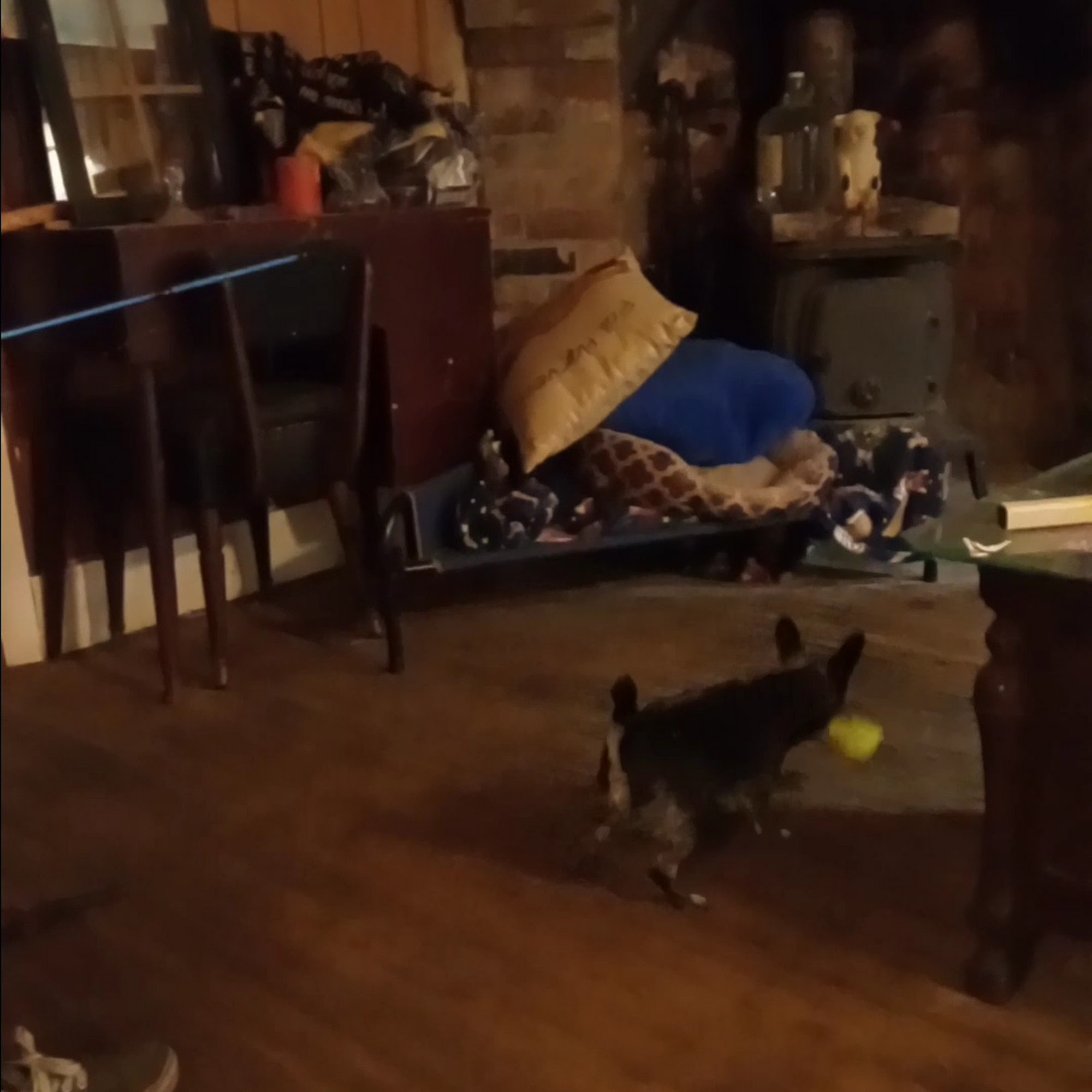 Emporia Veterinary Hospital Emporia