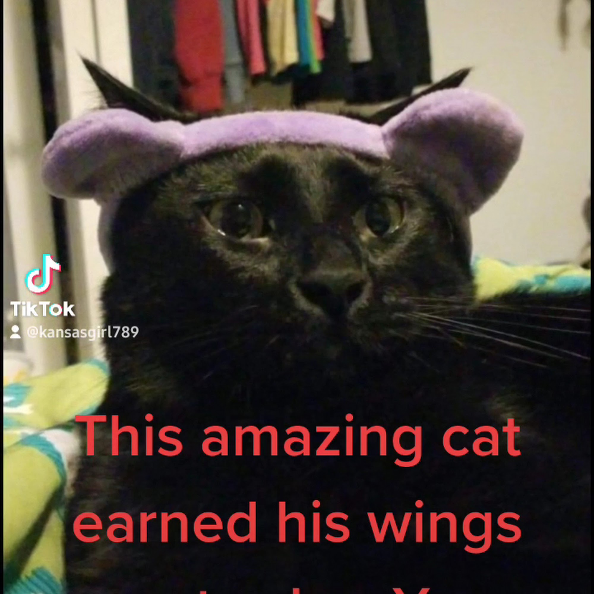 Eudora Animal Hospital Eudora