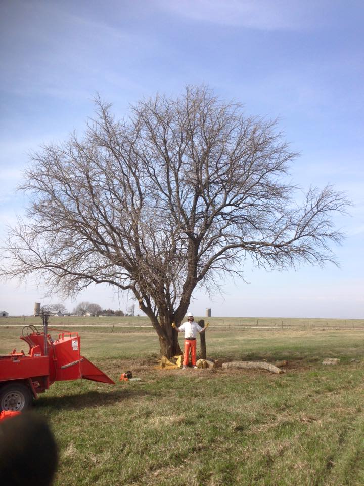 Schonberg Tree Service LLC
