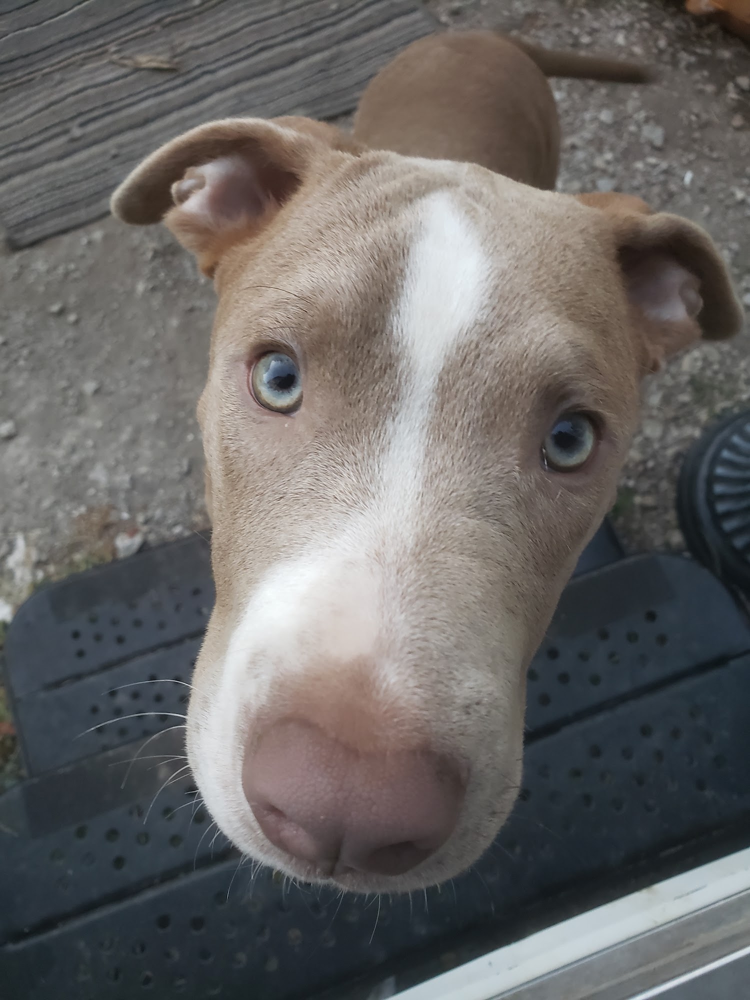 Animal Care Center Fort Scott