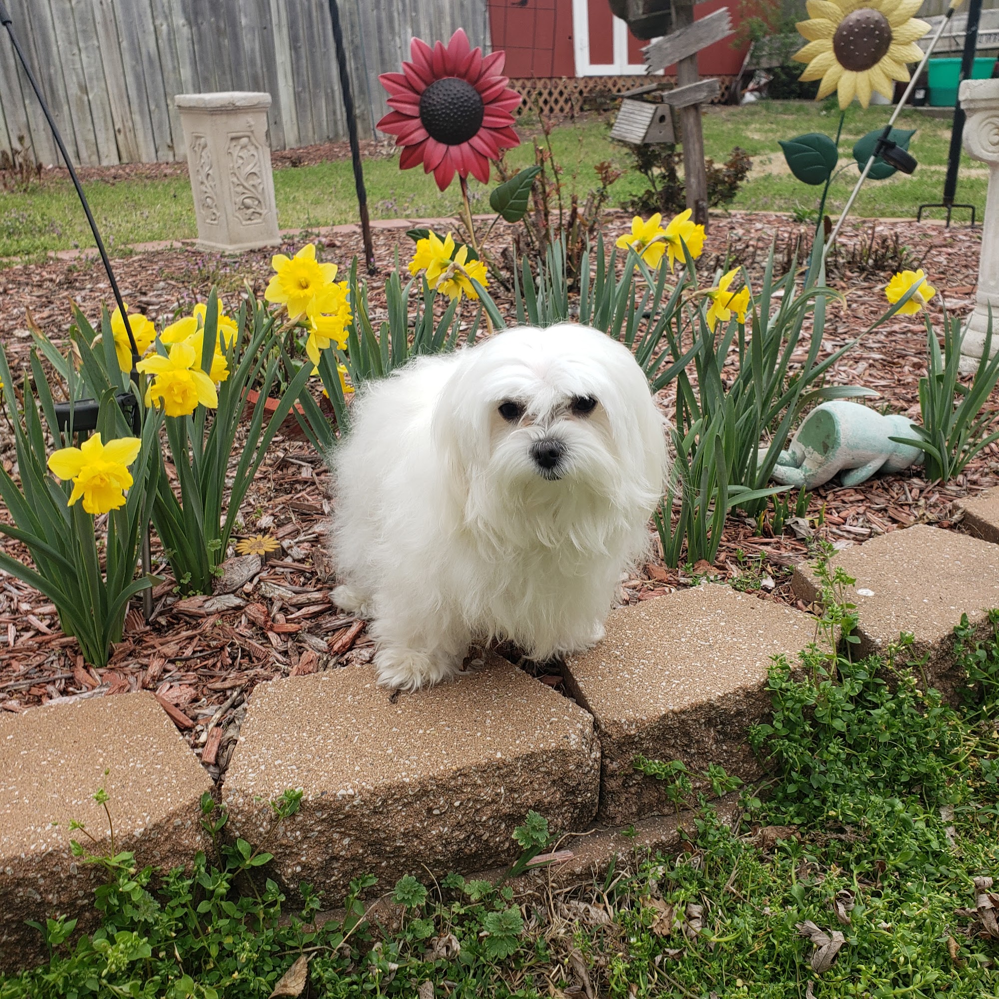 All Creatures Animal Hospital Fort Scott