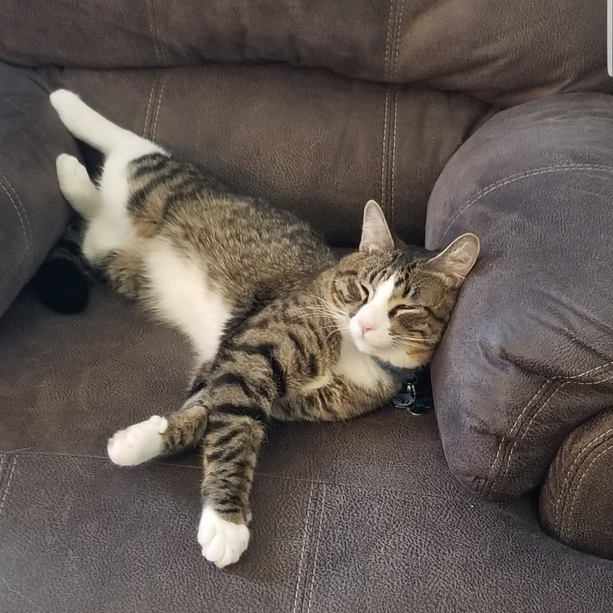 Animal Hospital Garden City