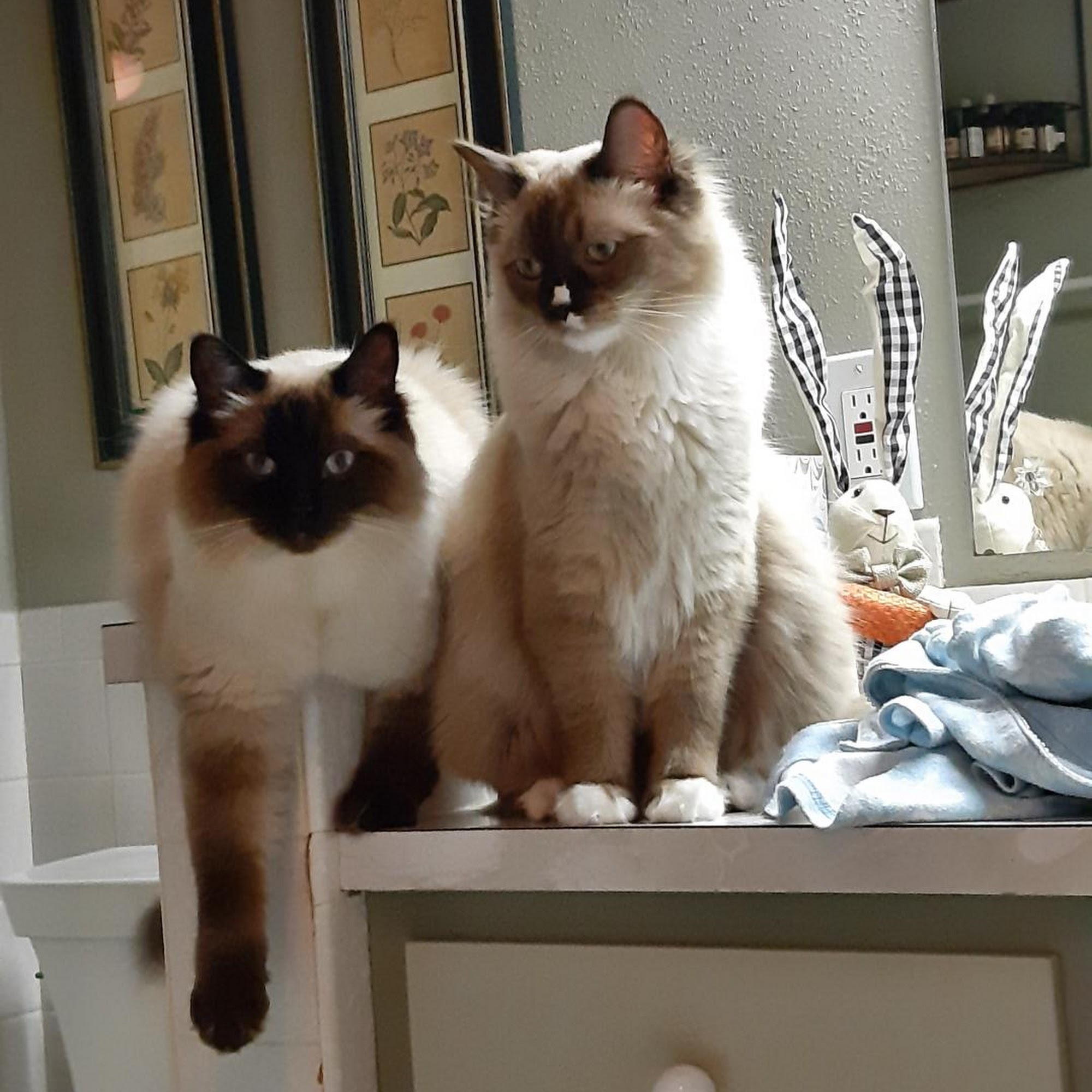 Metzen Veterinary Services Garden City