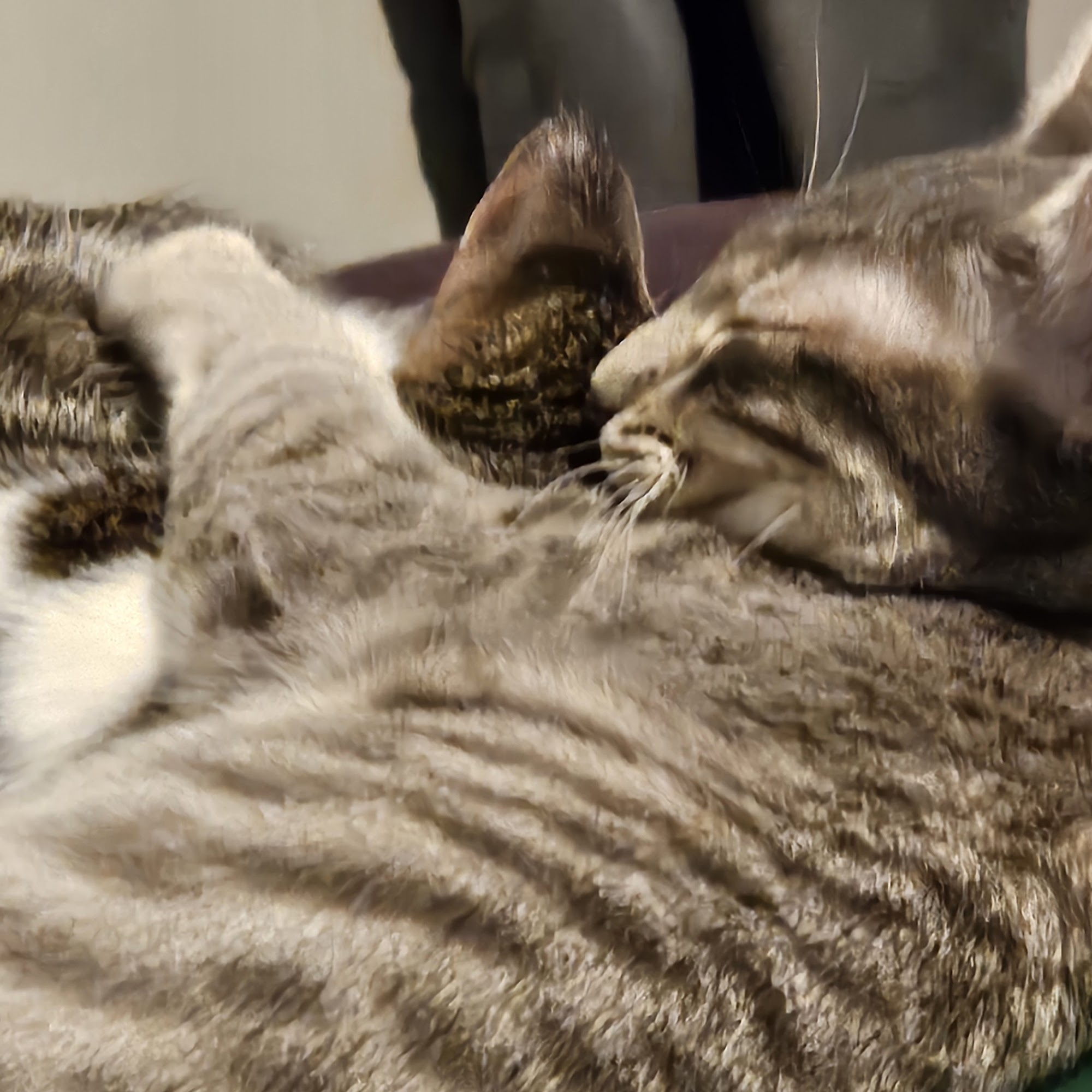 Oakbrook Animal Hospital Gardner