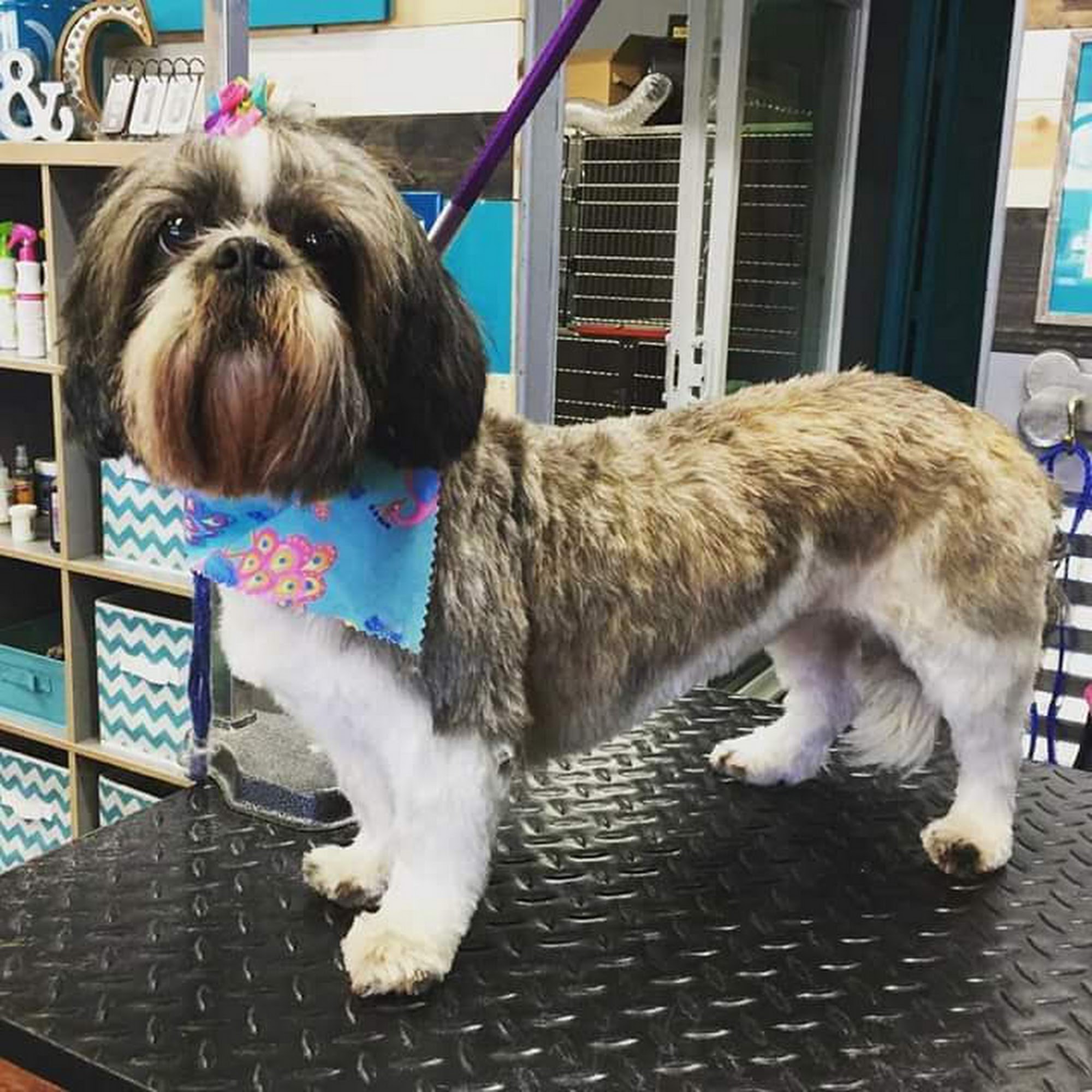 Jack’s Grooming Gardner