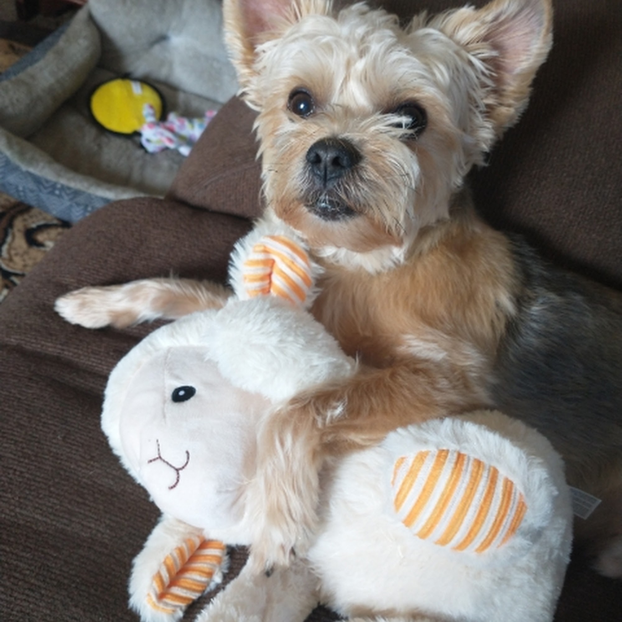 Girard Animal Hospital Girard