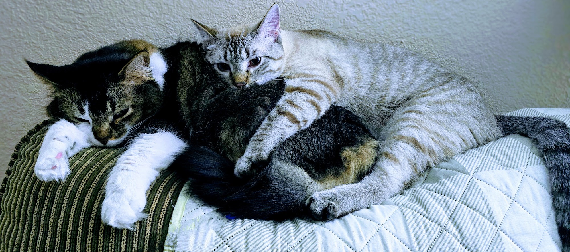 Goddard Veterinary Clinic Goddard