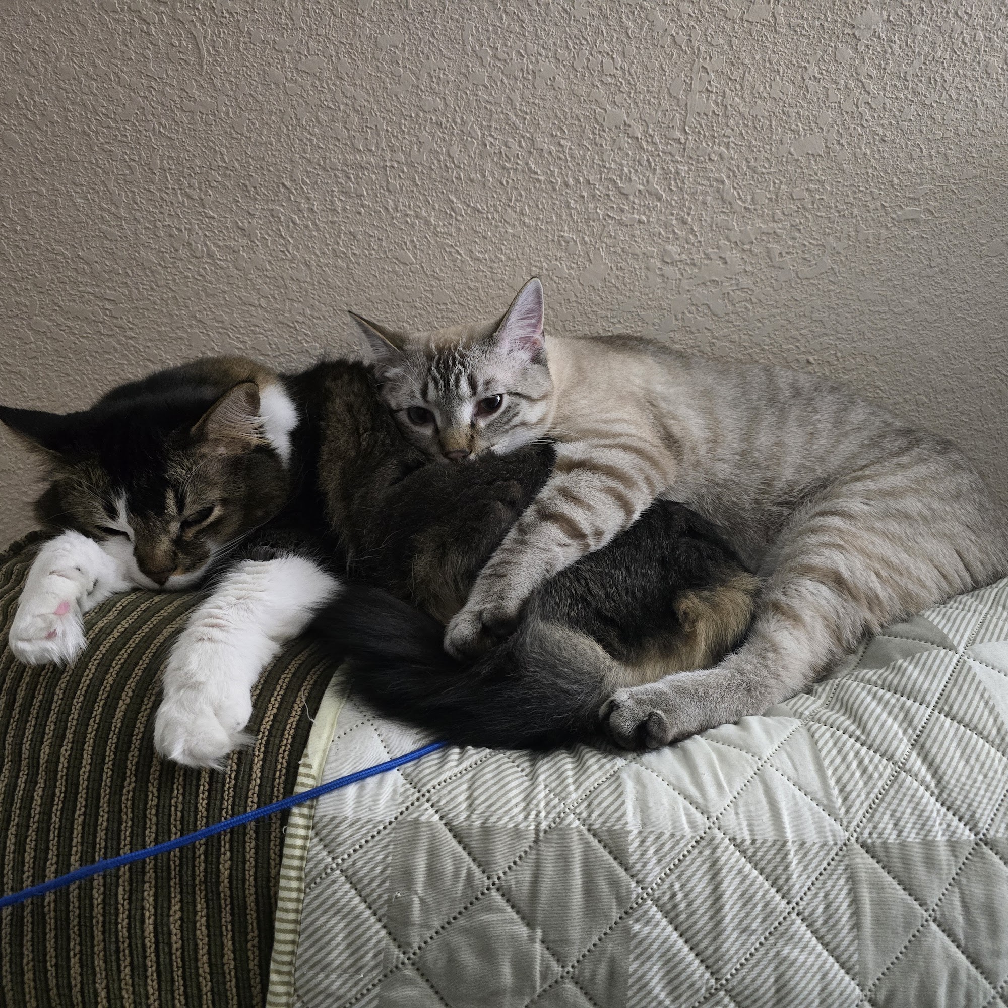 Goddard Veterinary Clinic Goddard