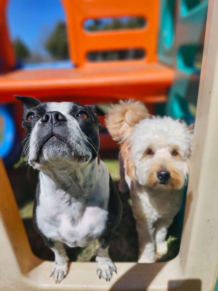 A Doggie Boutique Goddard