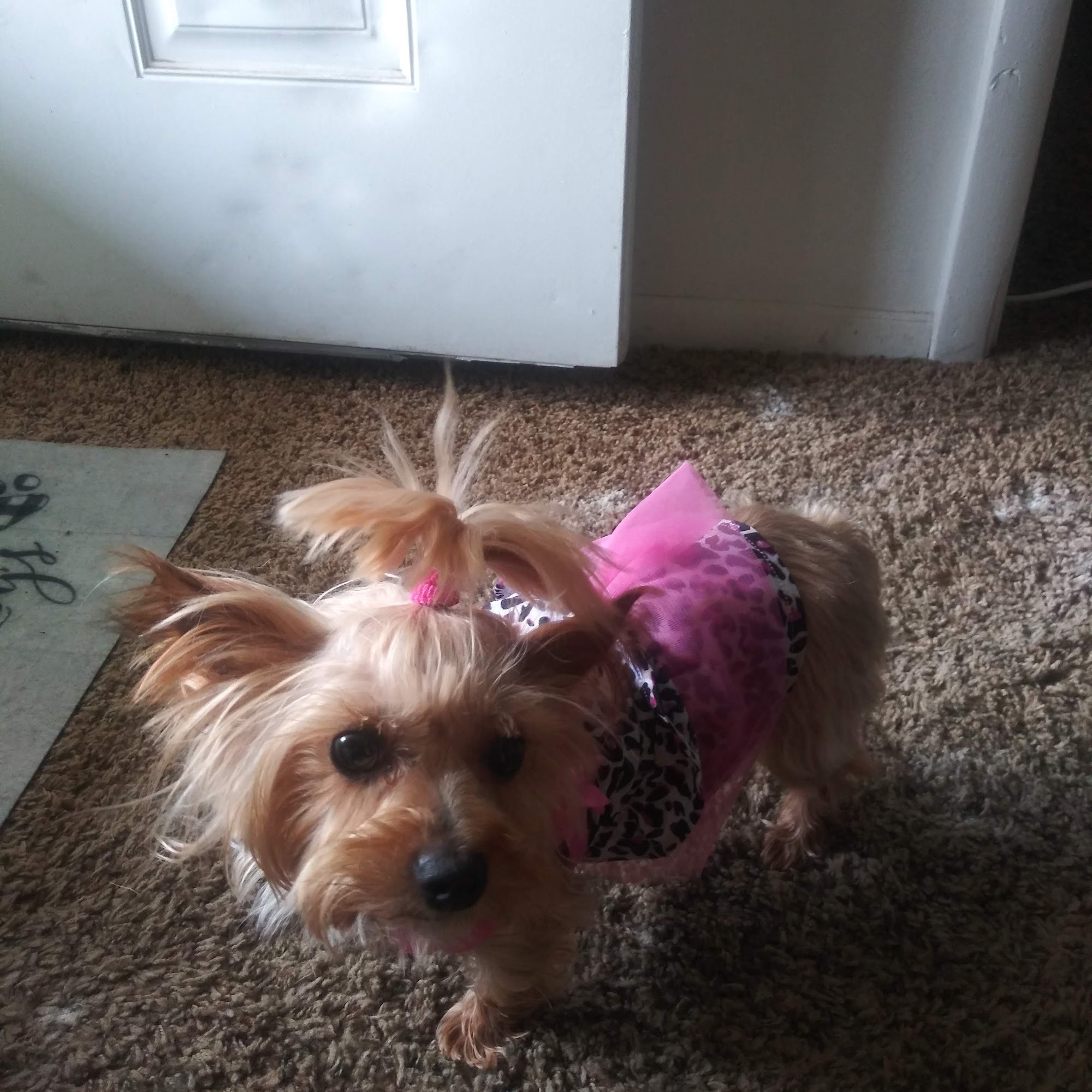 Ark Valley Veterinary Hospital Great Bend