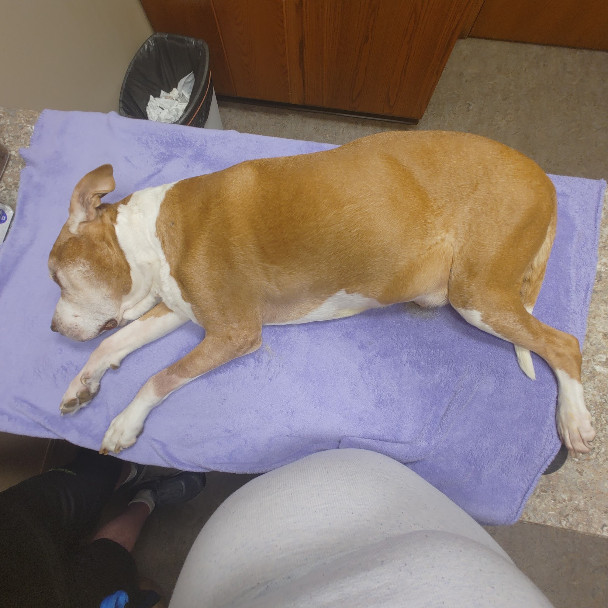 Animal Medical Center Great Bend