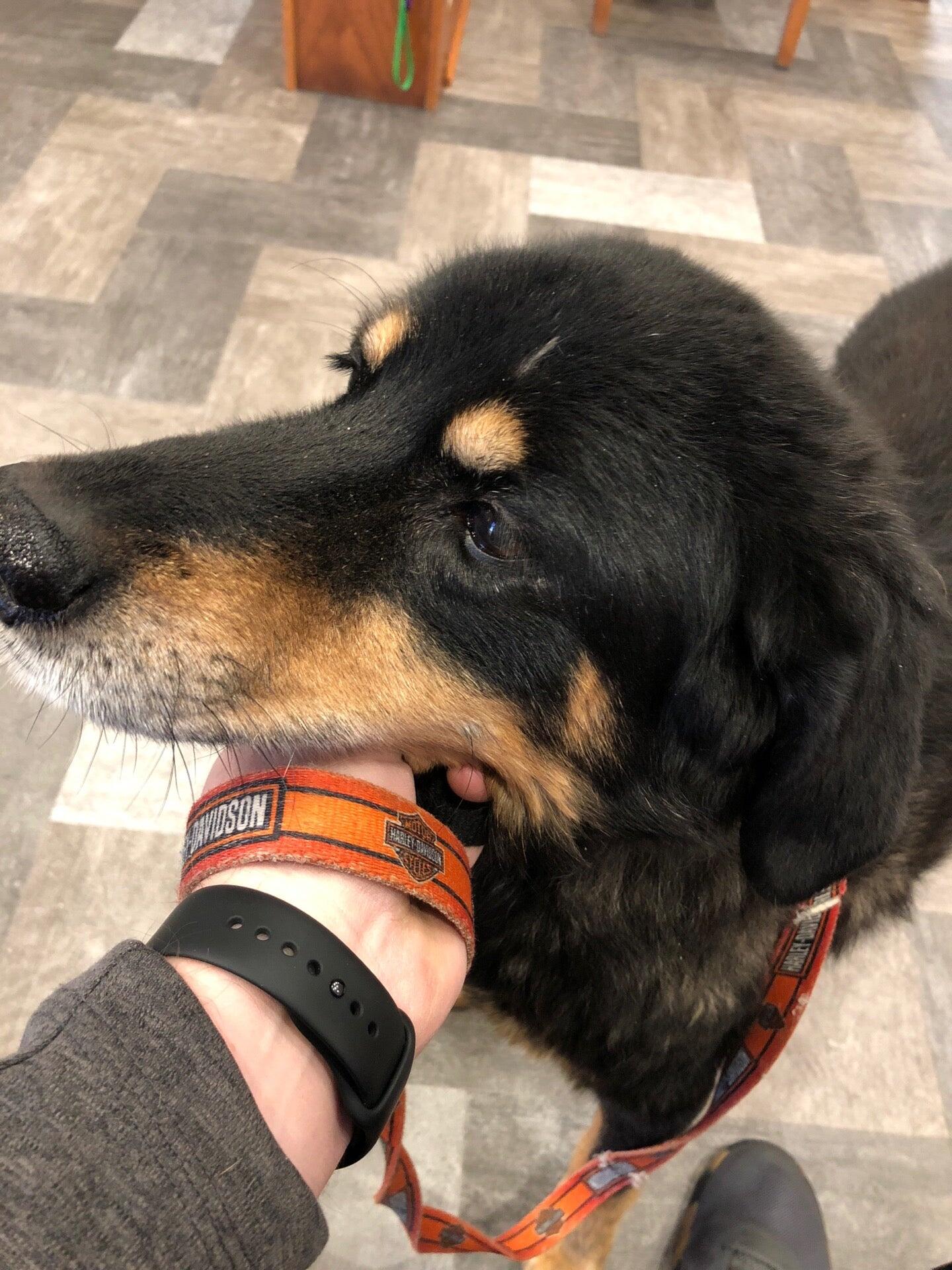Hays Veterinary Hospital Hays