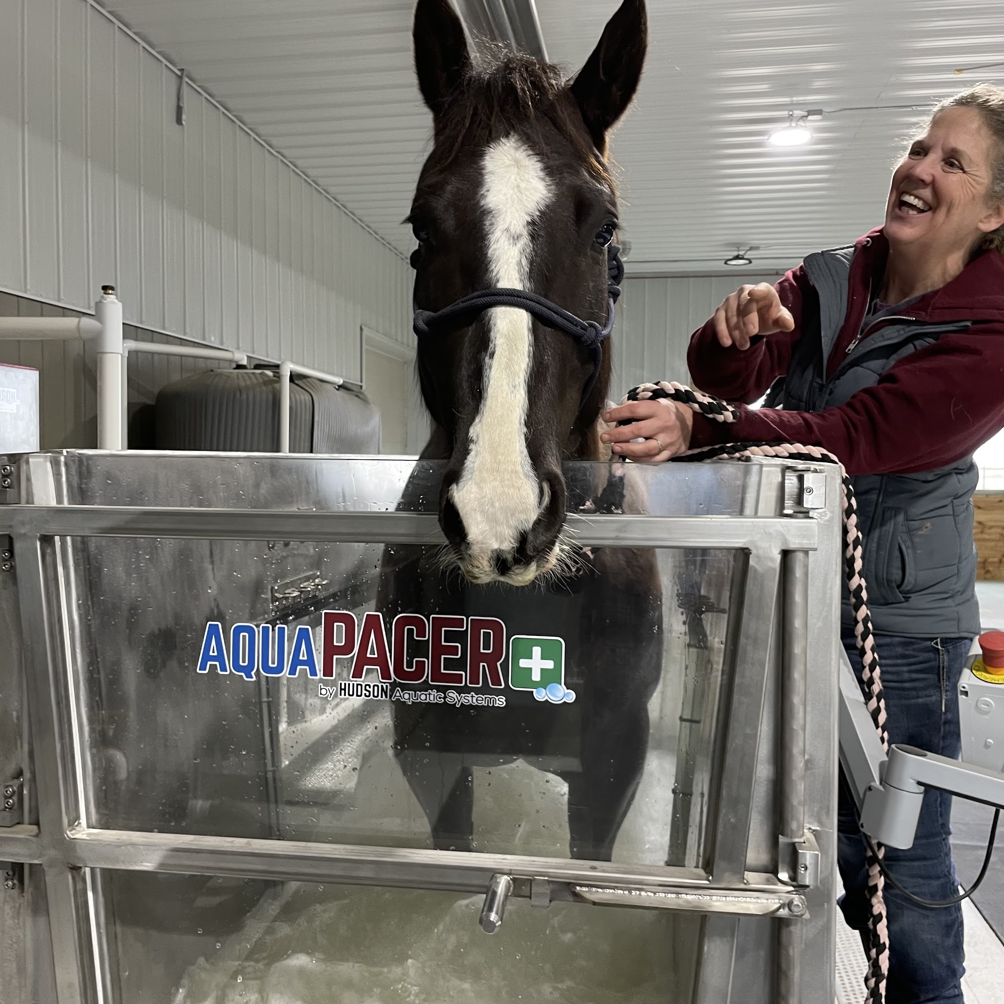 Western Prairie Equine