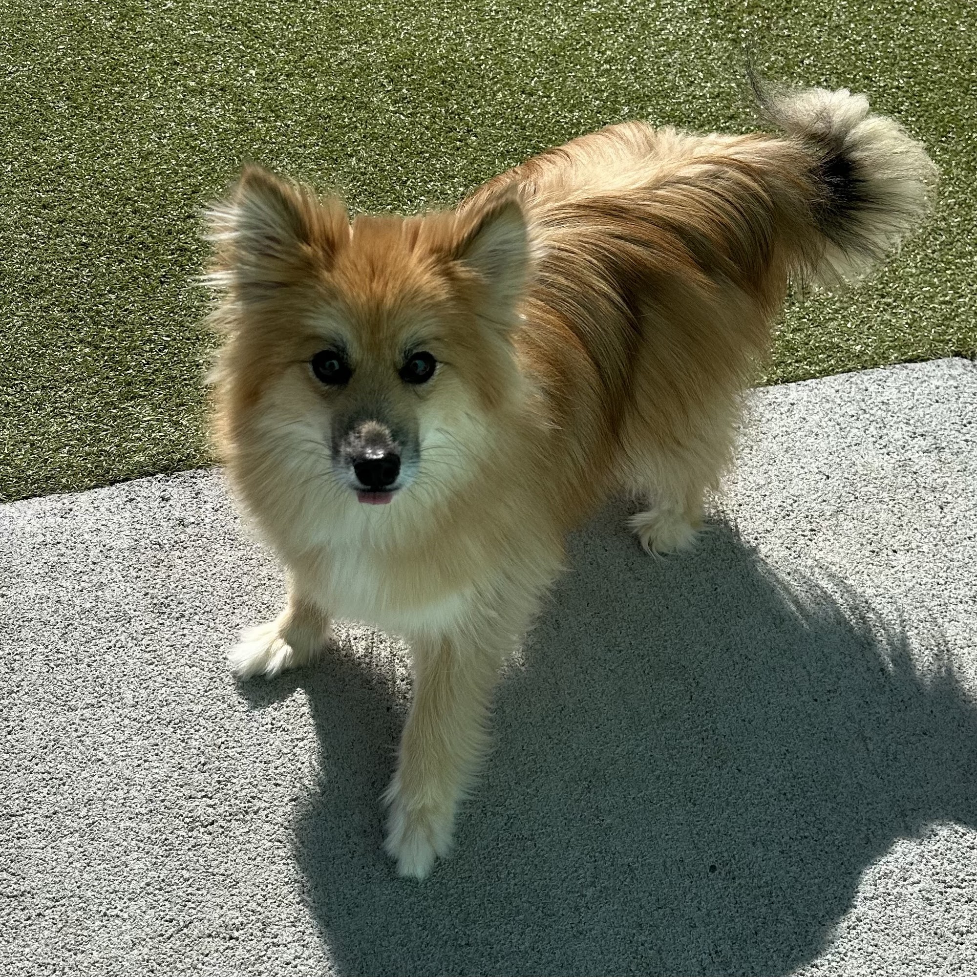 Barkley Suites Pet Hotel/Daycare Hays