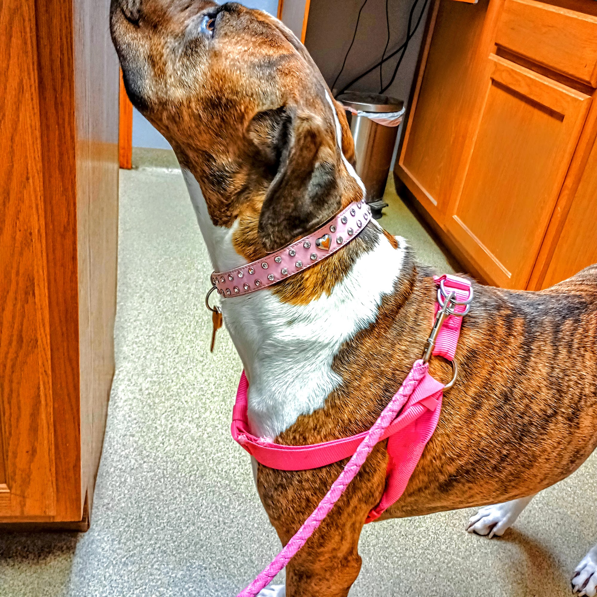 Banner Creek Animal Hospital Holton