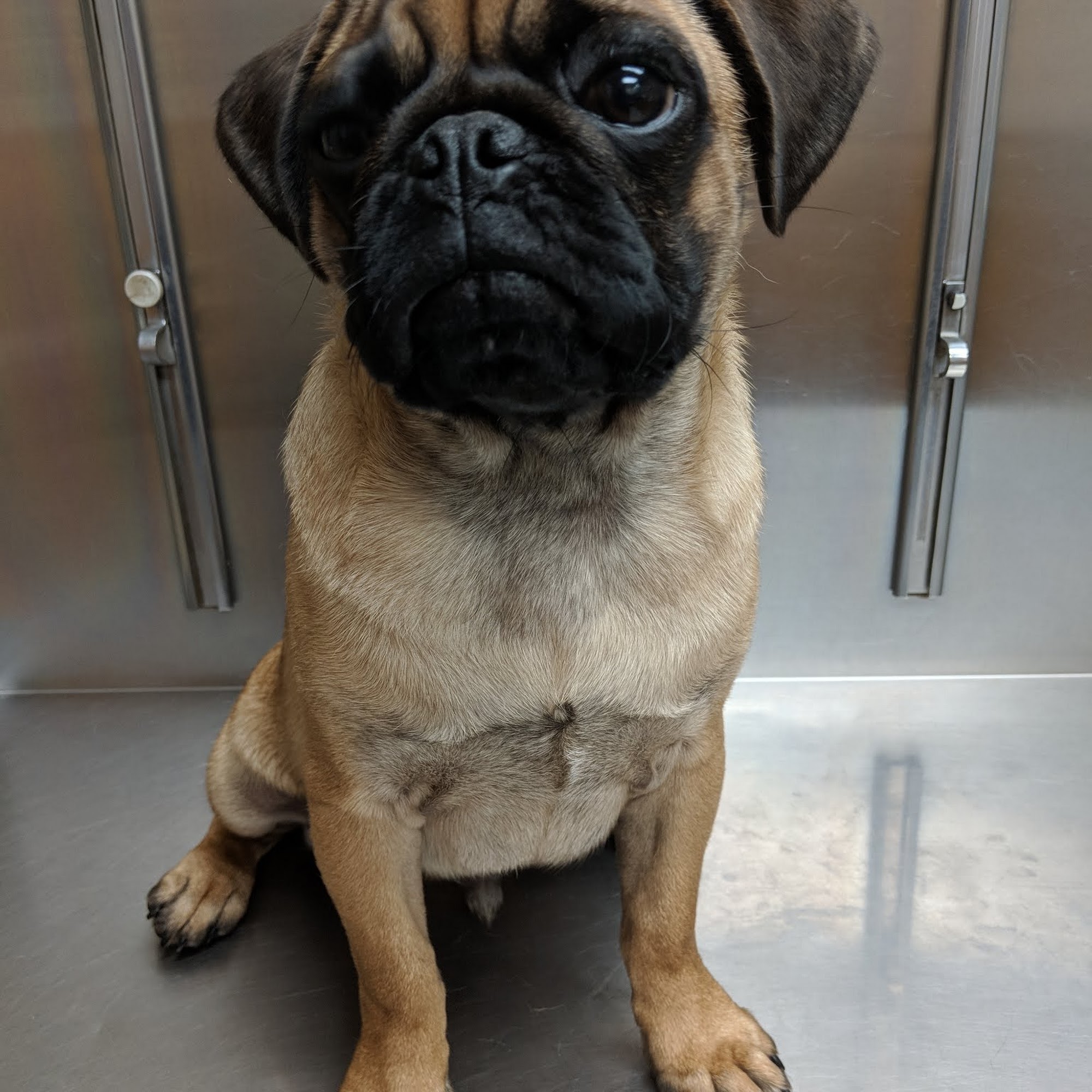 Hutchinson Small Animal Hospital Hutchinson