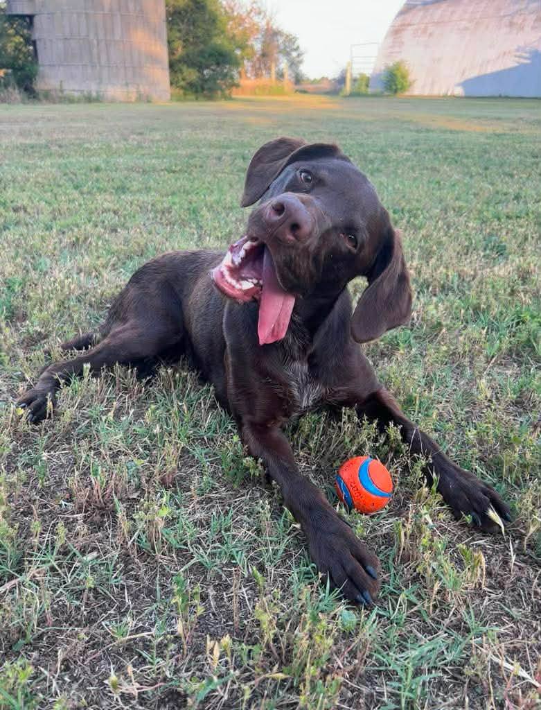 Holly's Pet Shoppe, LLC Hutchinson