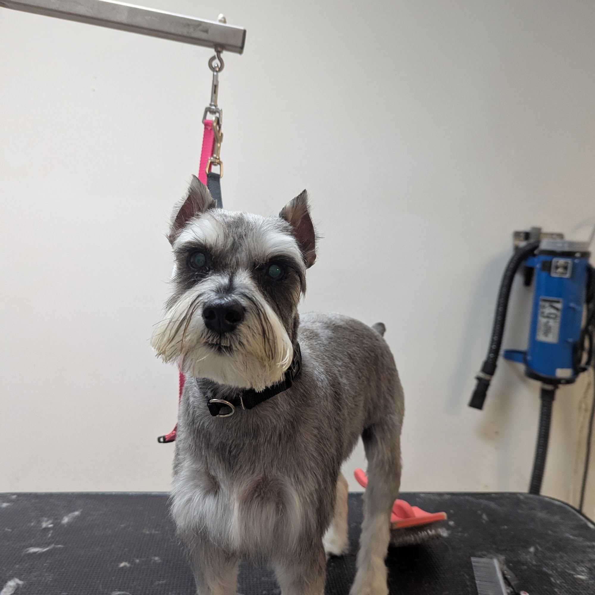 Holly's Pet Shoppe, LLC Hutchinson