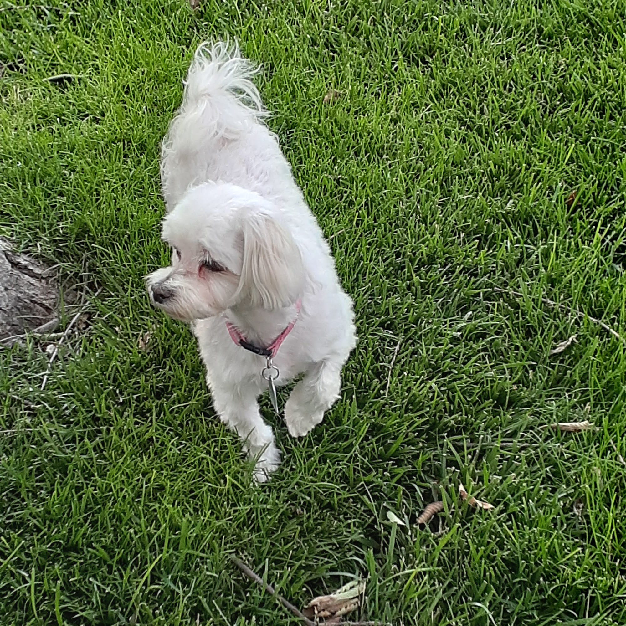 Critter Cleaners Hutchinson