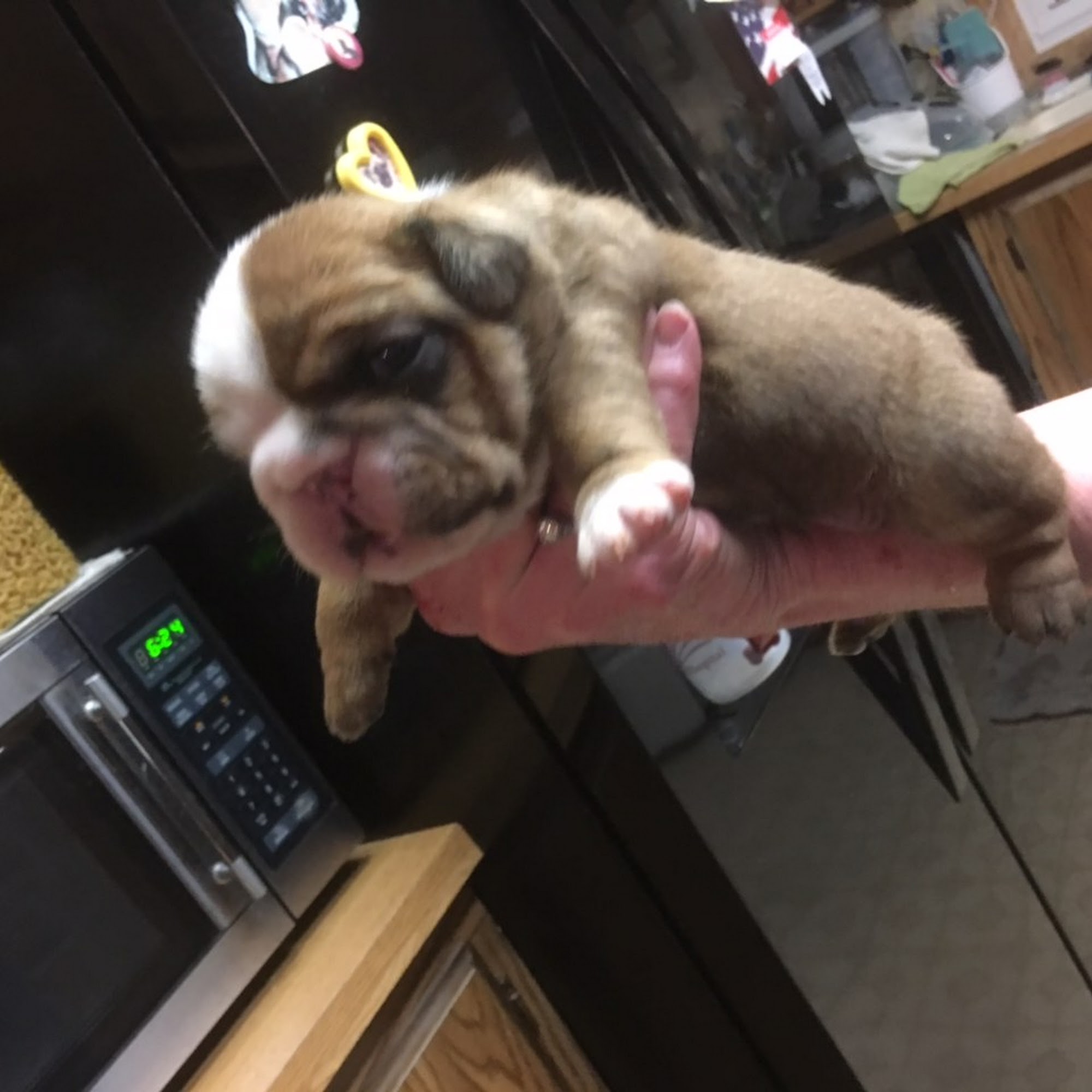 CC'S Bullies Hutchinson