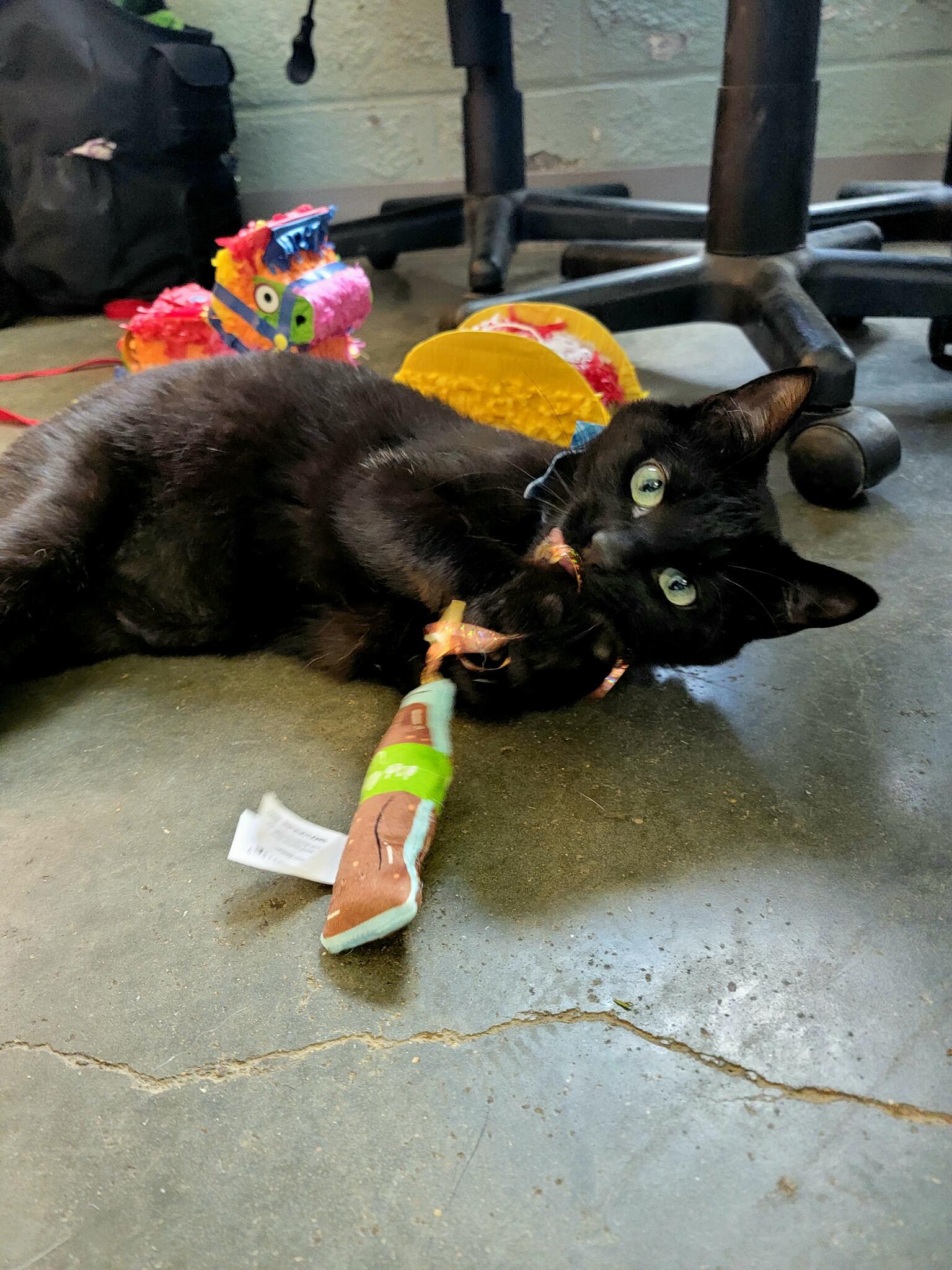 Barta Animal Hospital Independence