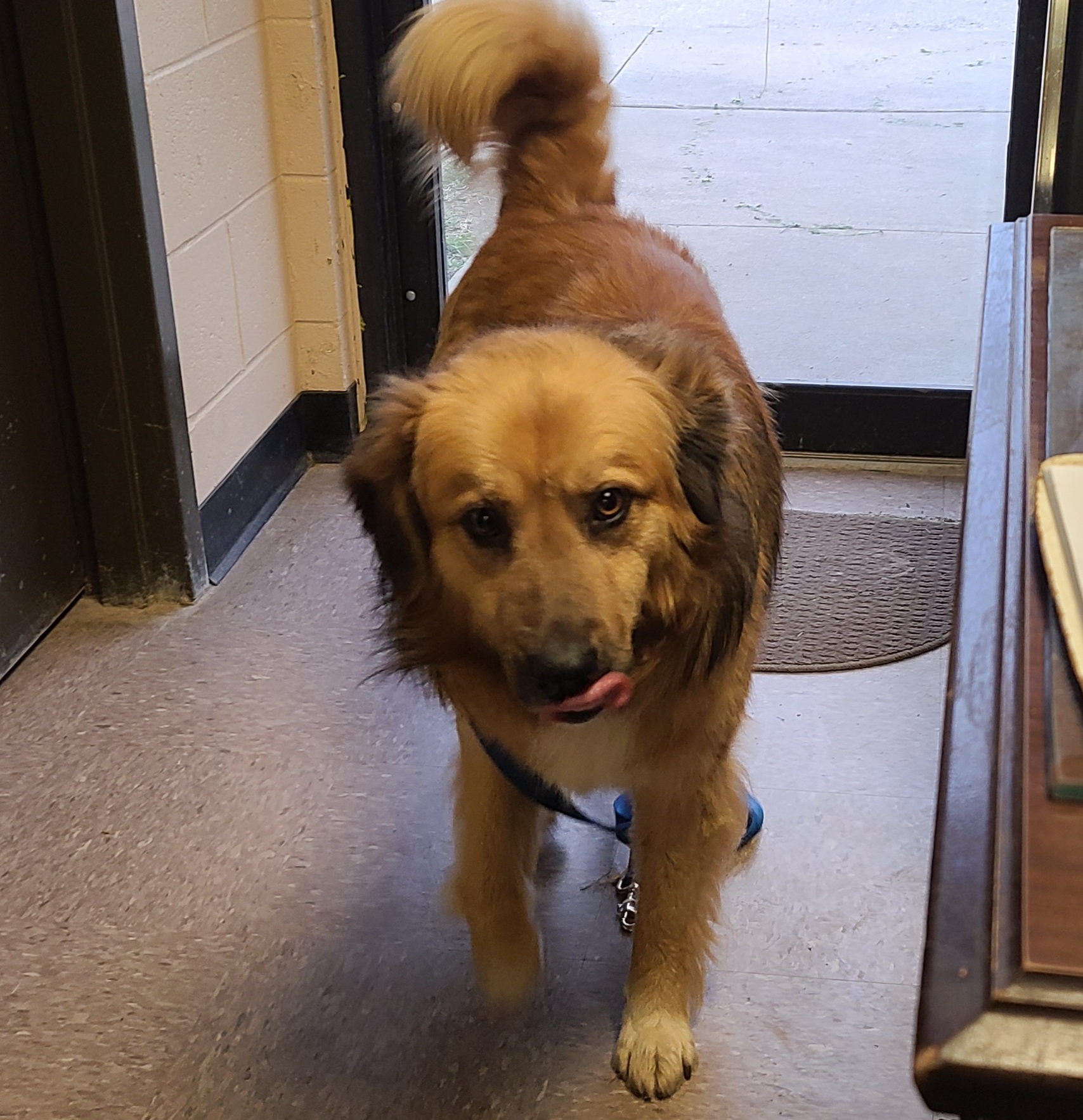 Awol Humane Society Independence