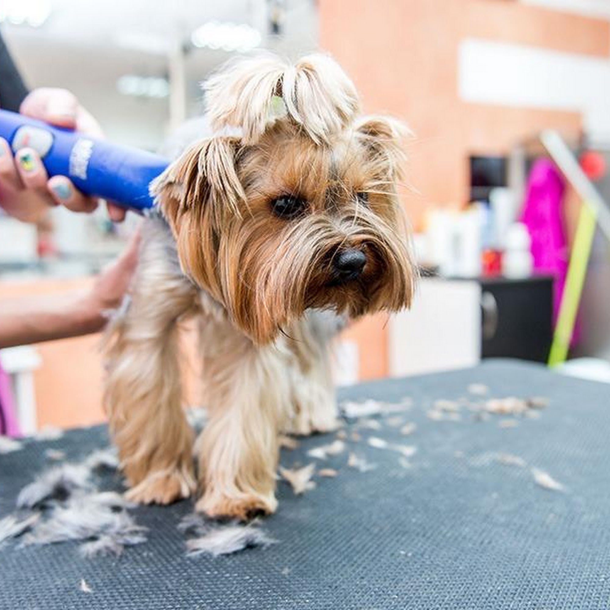 Paws Inn LLC Junction City