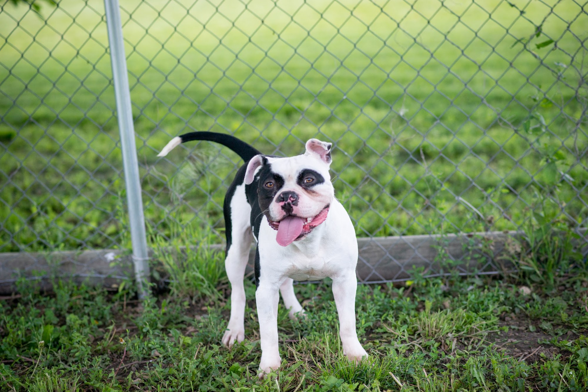 Junction City Animal Shelter Junction City