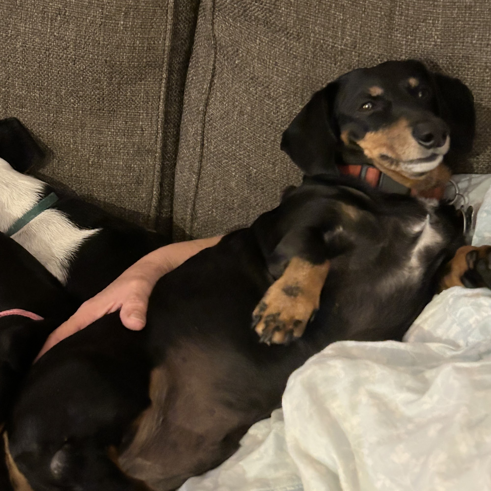 Bethel Animal Hospital Kansas City