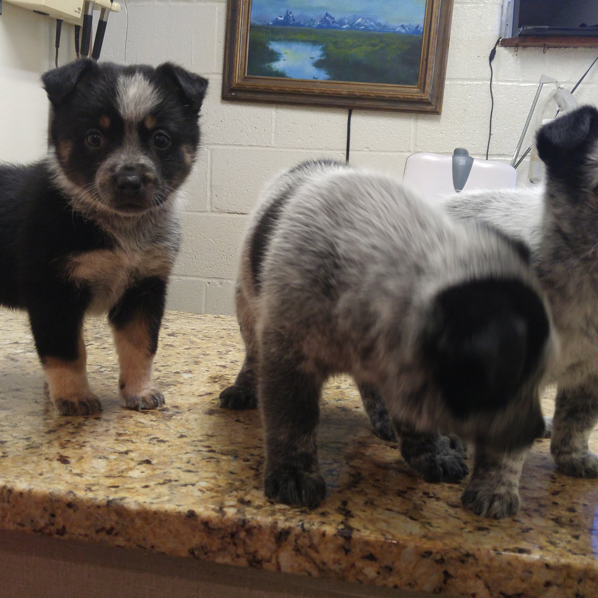 Coronado Animal Hospital Kansas City