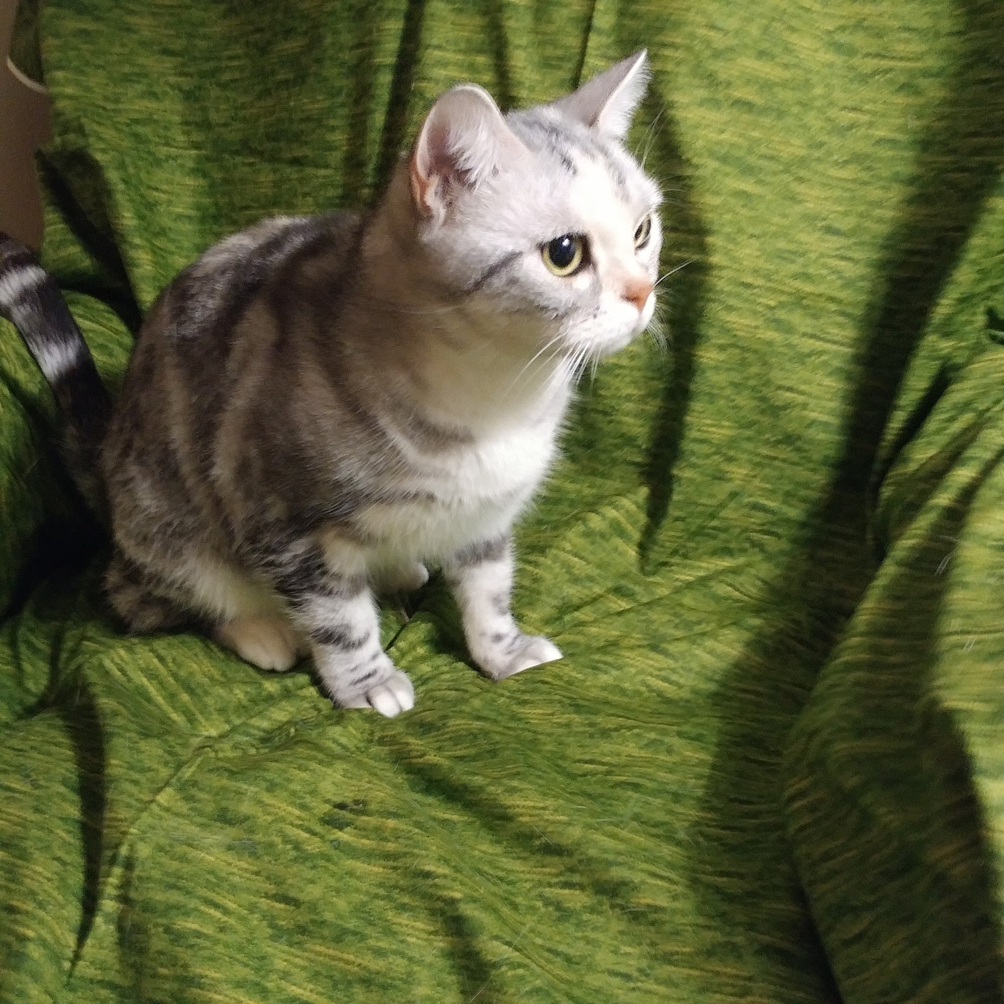 Coronado Animal Hospital Kansas City