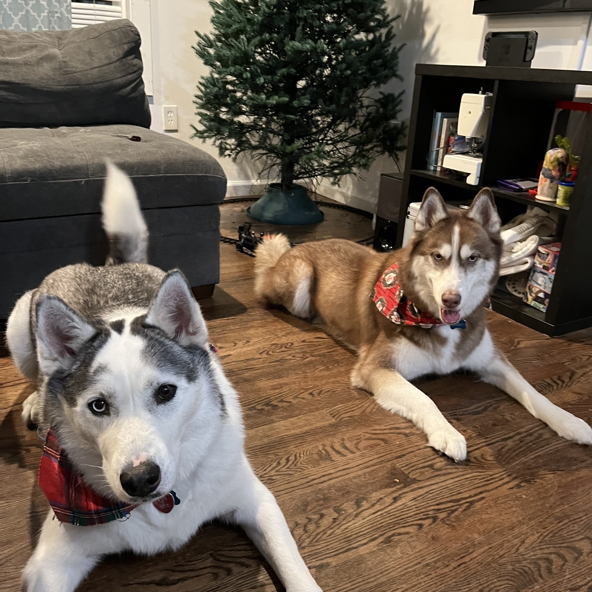 Bubbles & Bows Kansas City