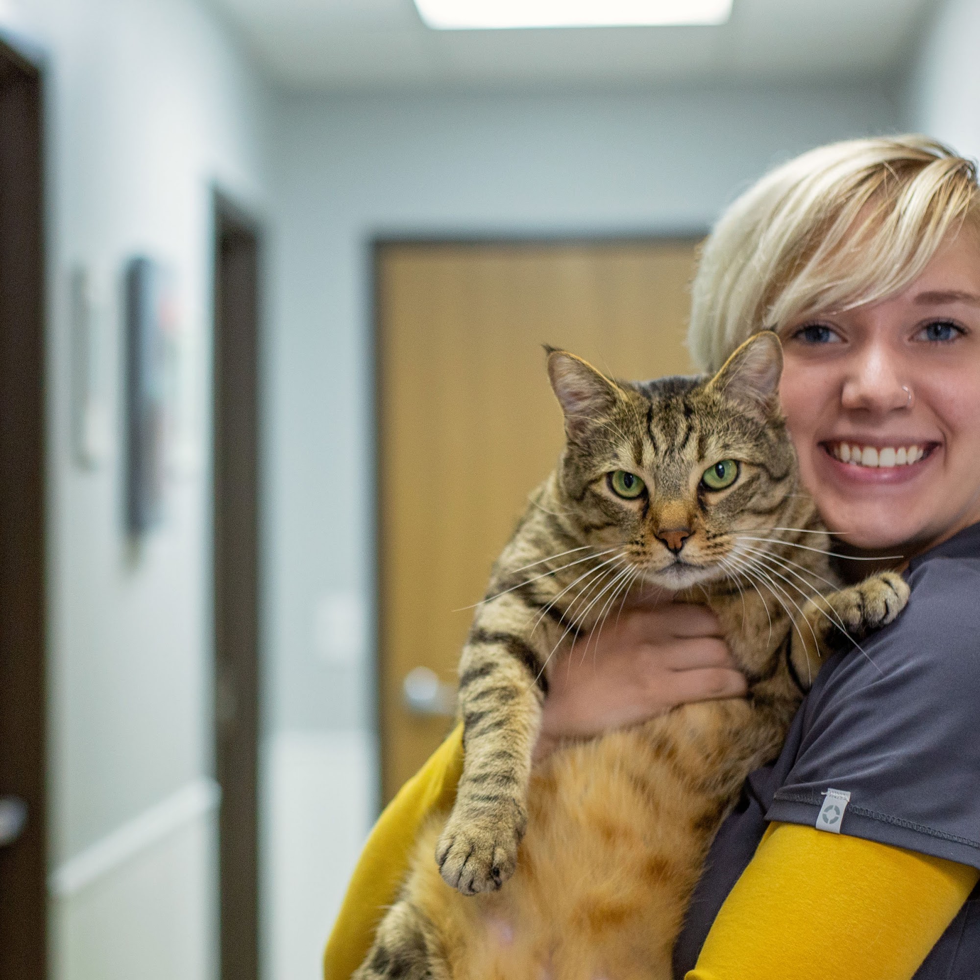 Lansing Veterinary Hospital Lansing