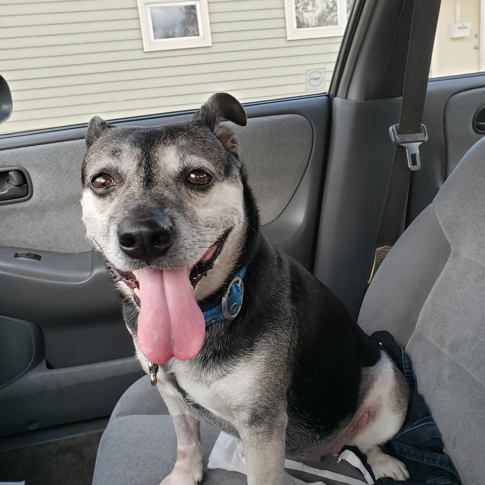 Animal Hospital of Lawrence Lawrence