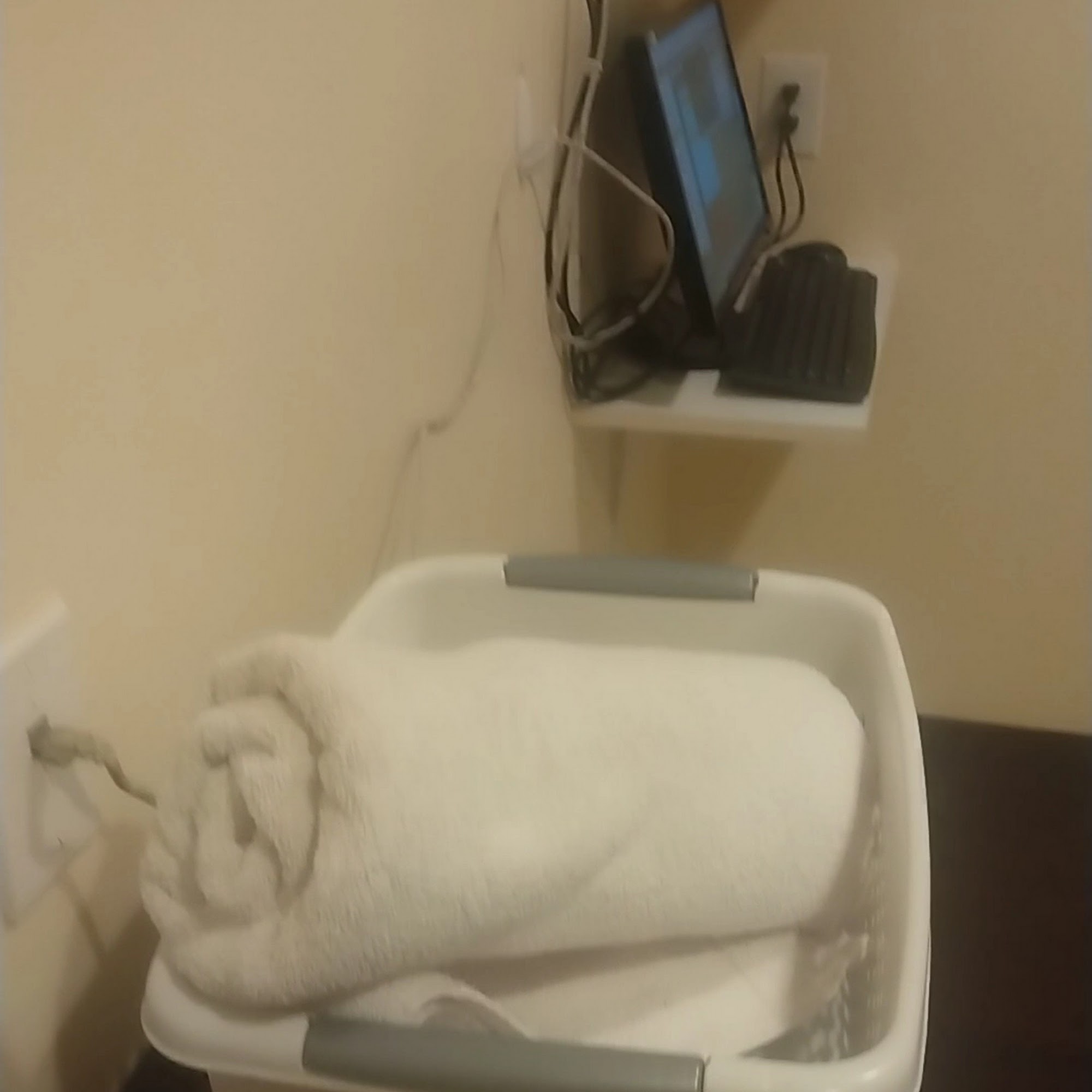 Cat Clinic of Lawrence Lawrence